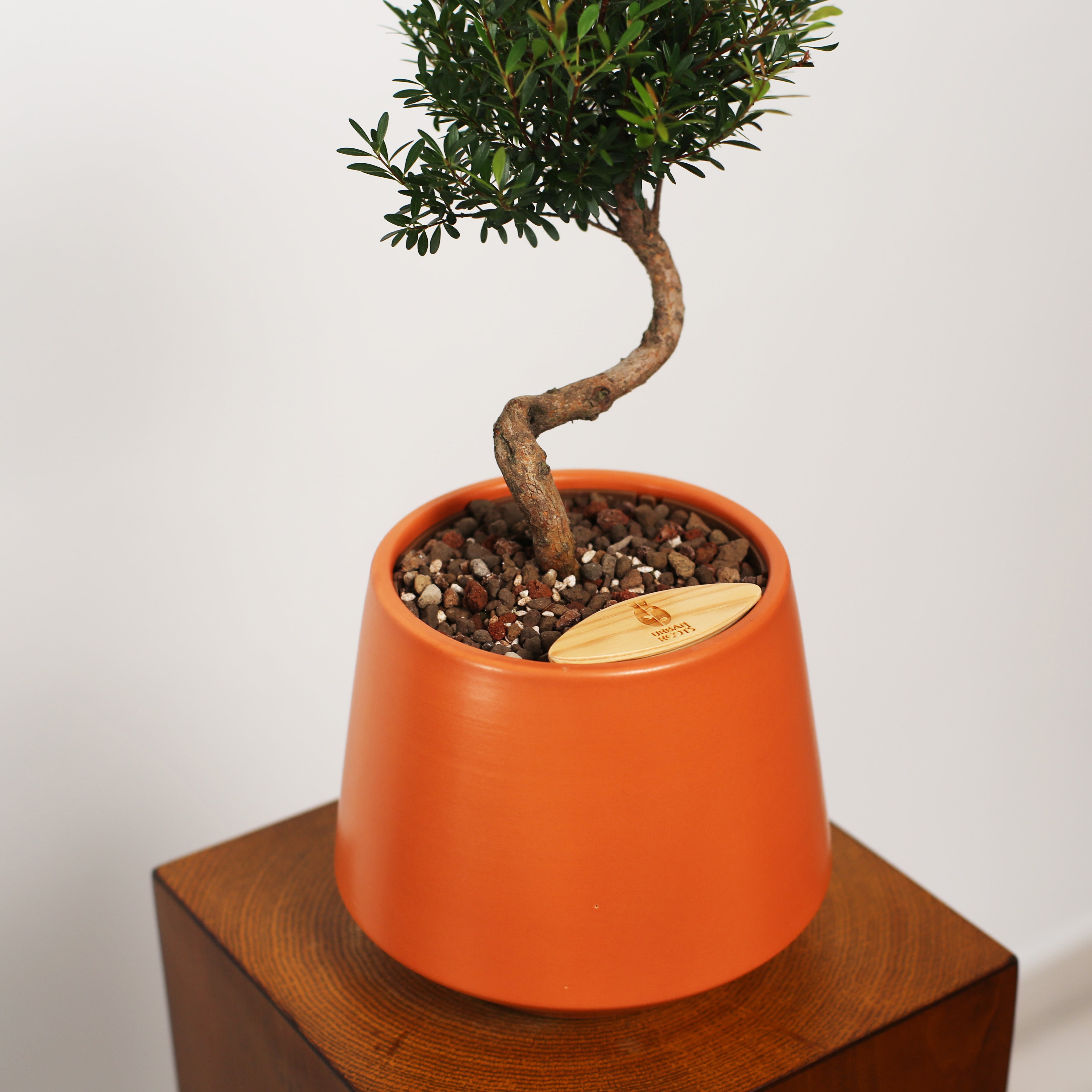 Bonsai in Toto pot (Syzygium buxifolium)
