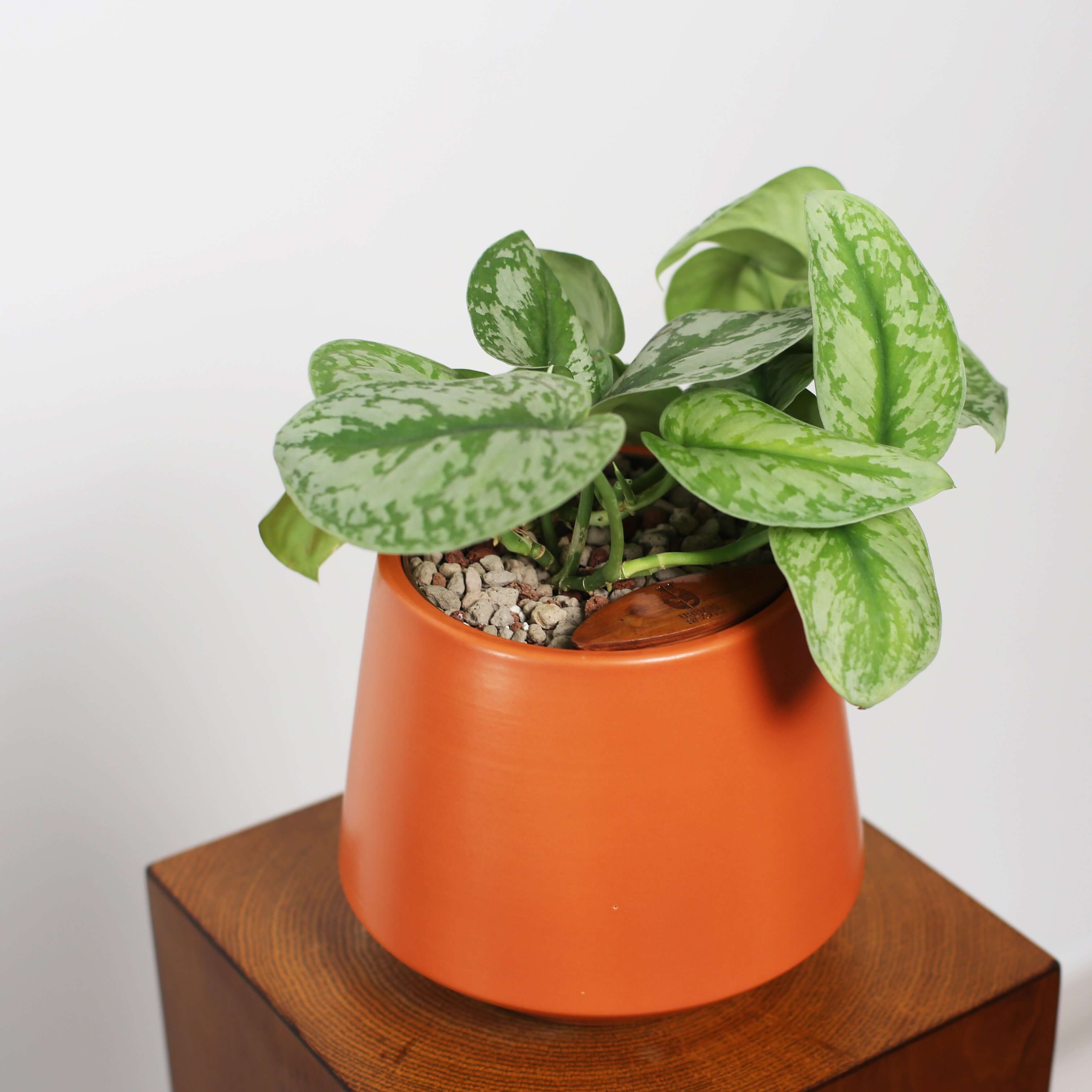 Satin Pothos in Toto pot (Scindapsus Pictus ‘Exotica’)