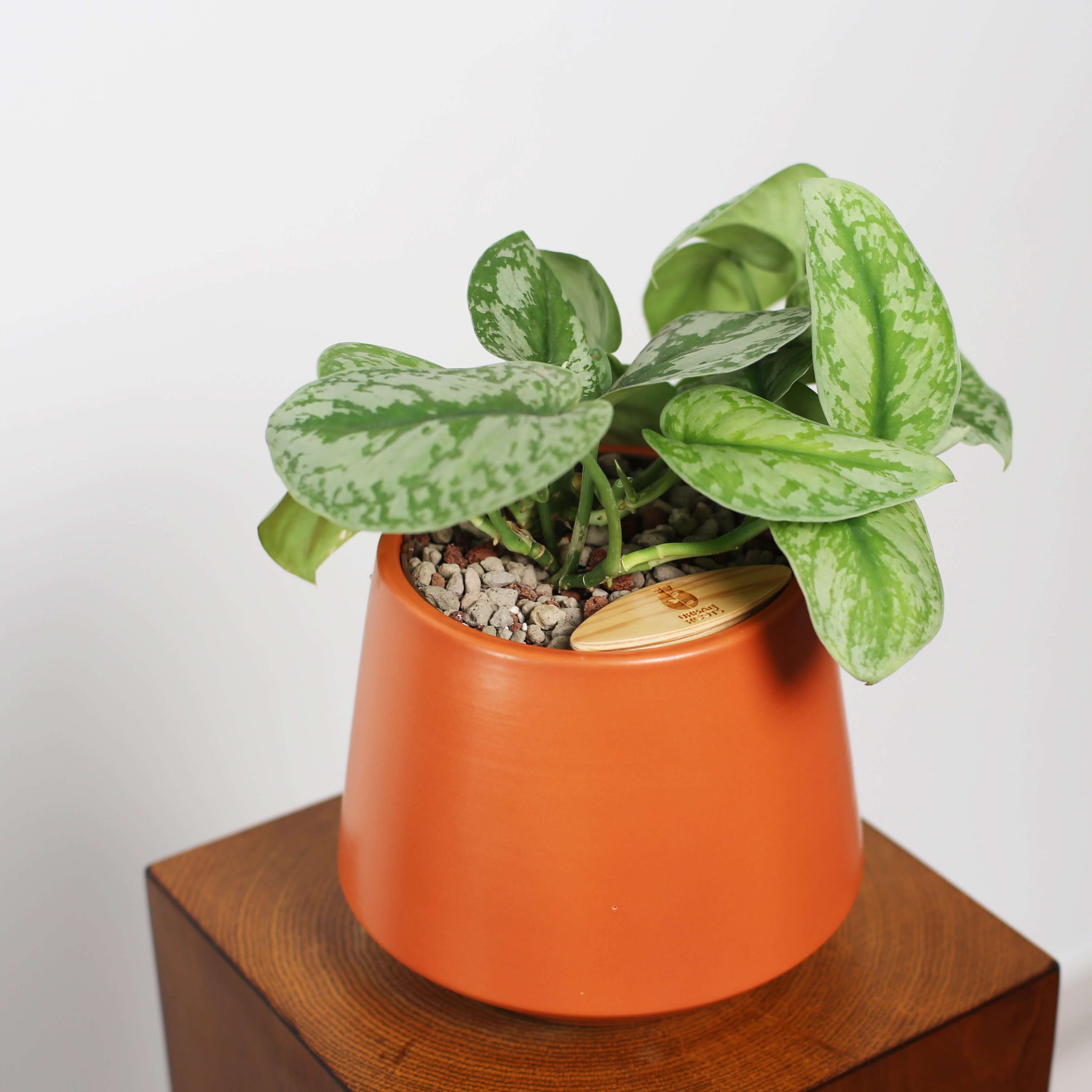 Satin Pothos in Toto pot (Scindapsus Pictus ‘Exotica’)