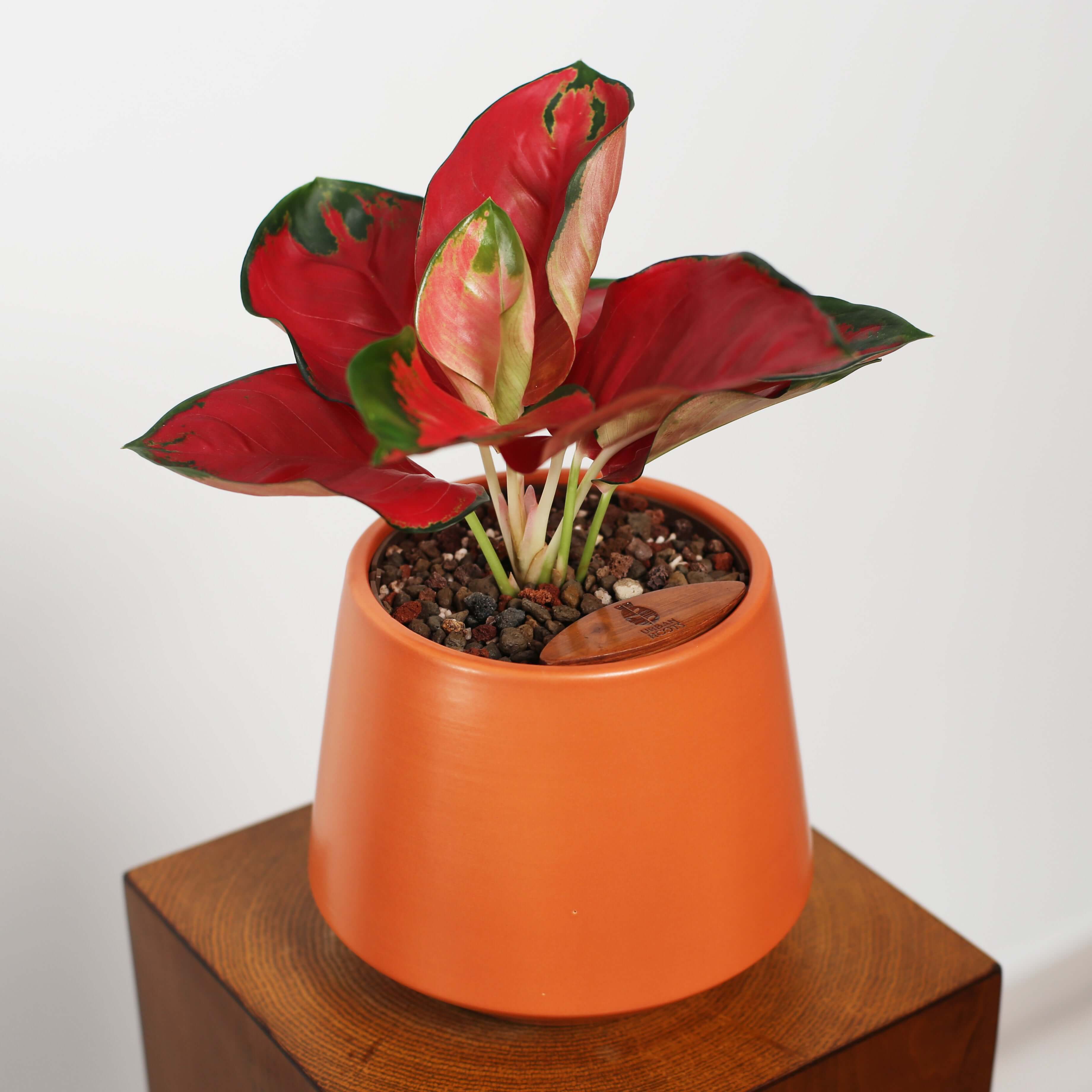Aglaonema in Toto pot