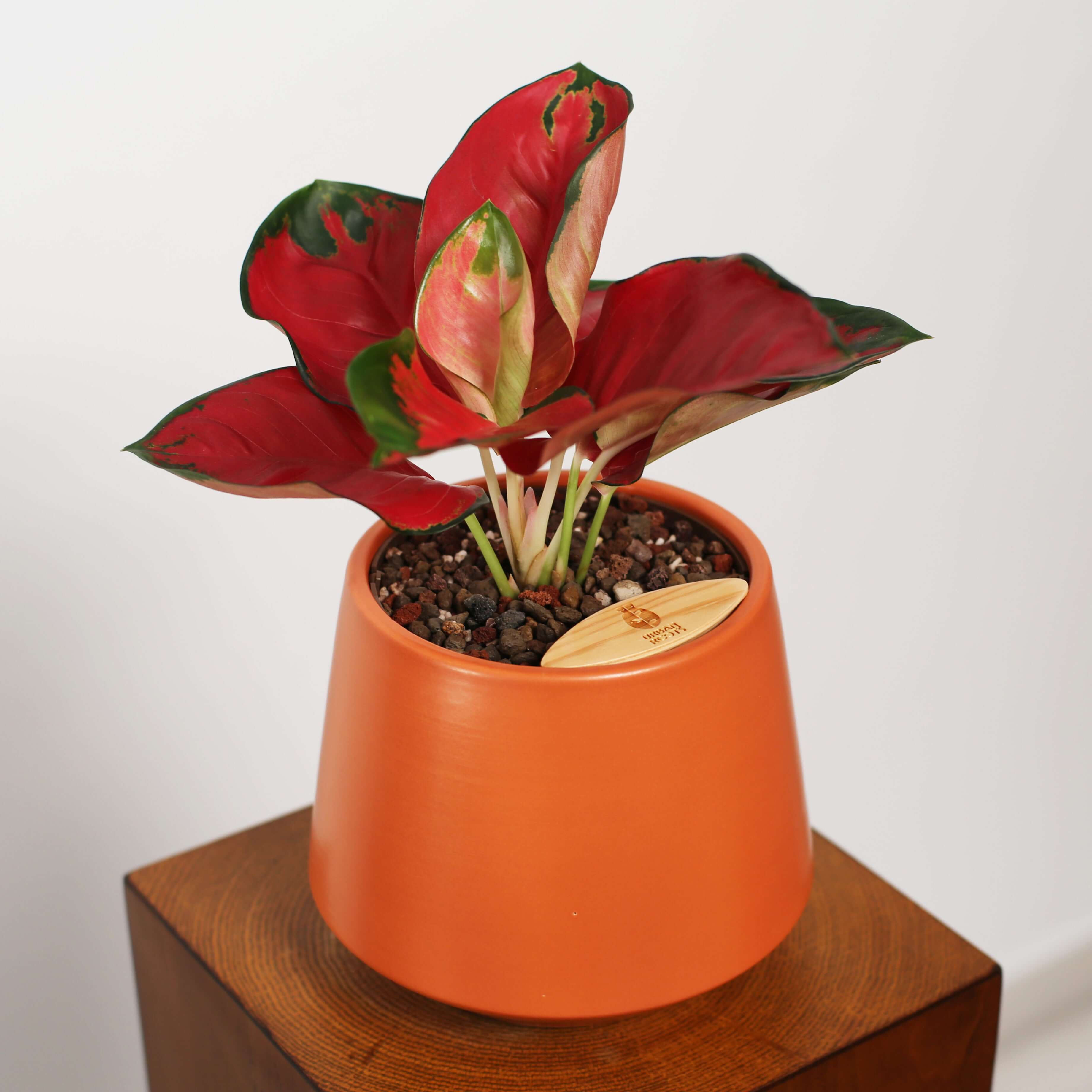 Aglaonema in Toto pot