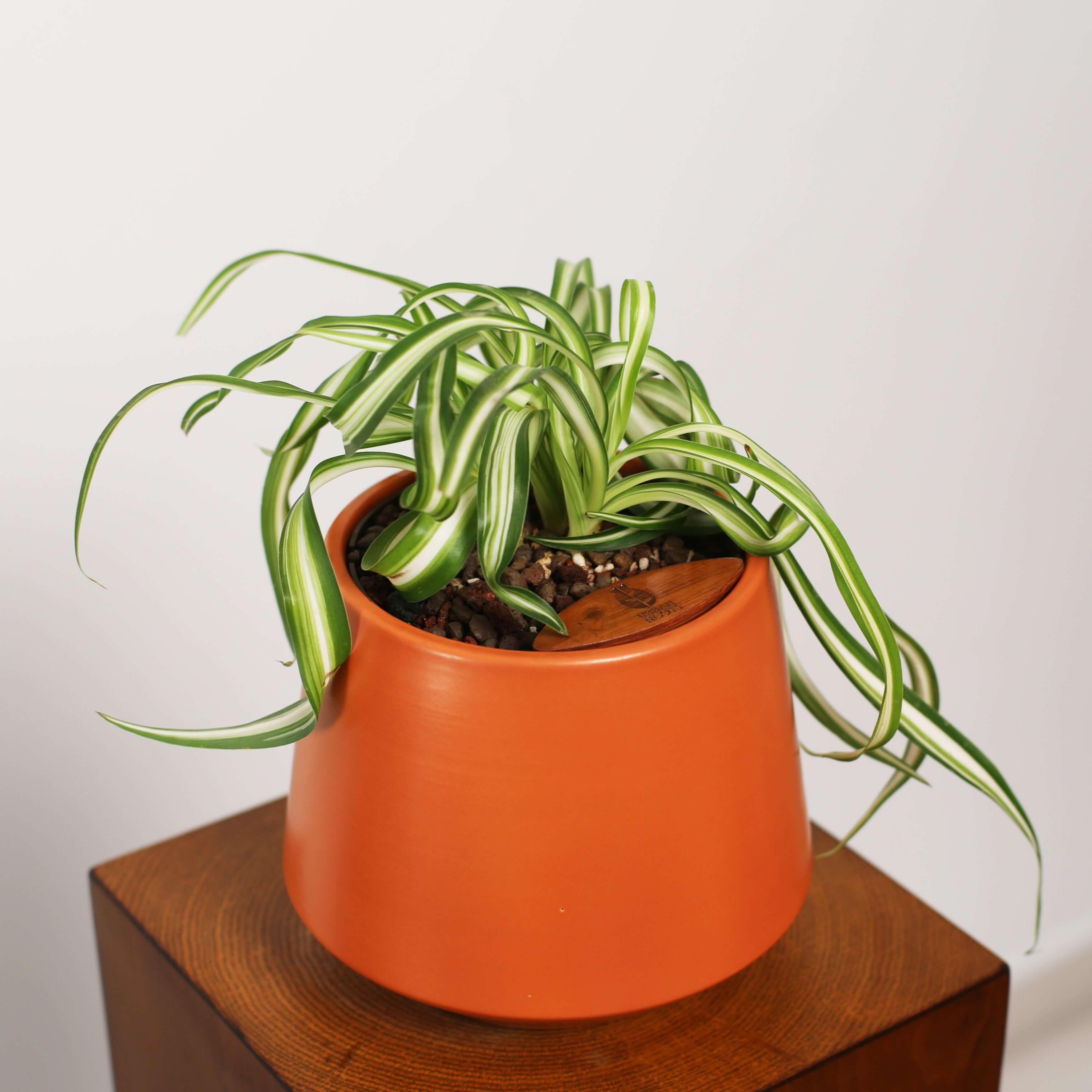Bonnie Spider Plant in Toto pot (Chlorophytum comosum)