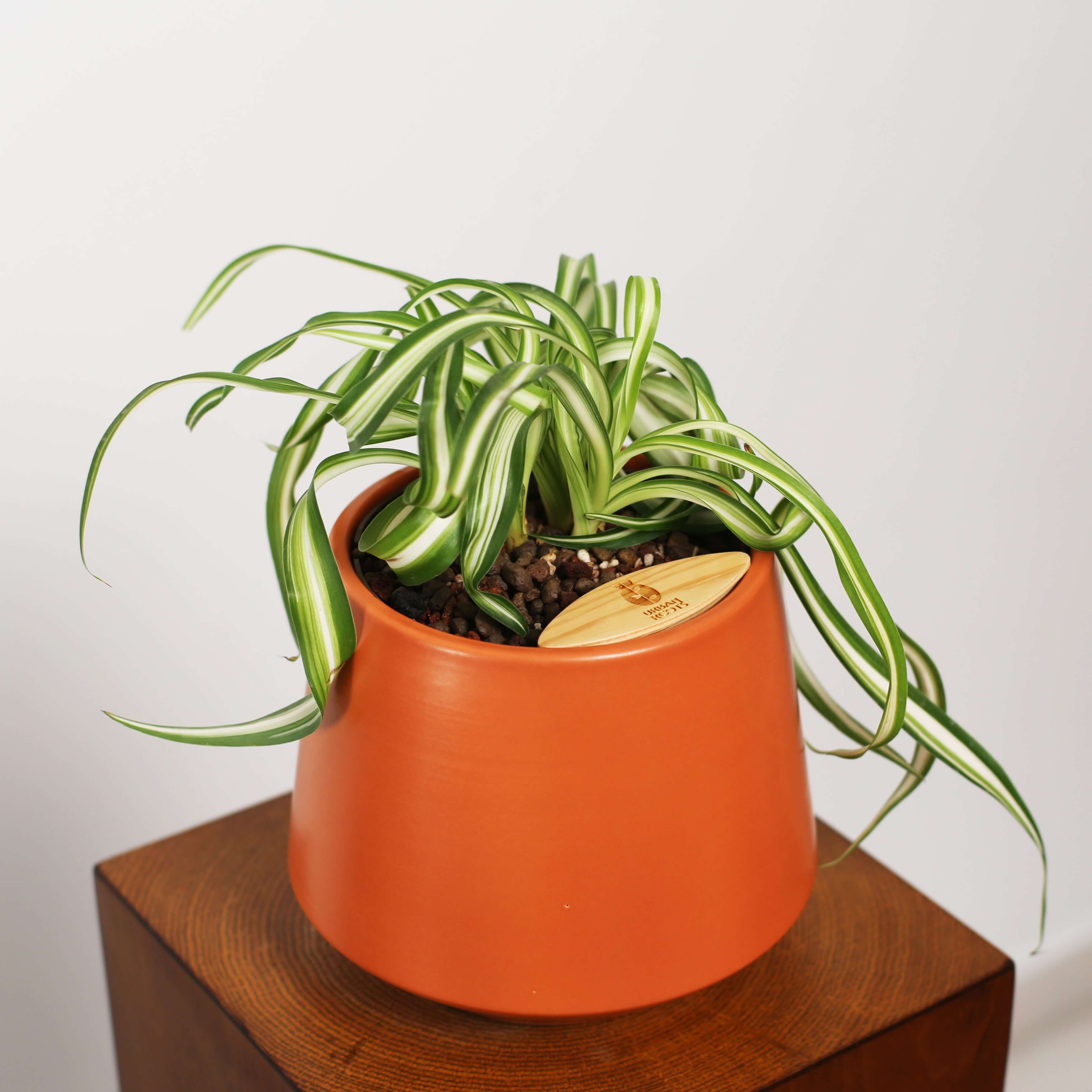 Bonnie Spider Plant in Toto pot (Chlorophytum comosum)