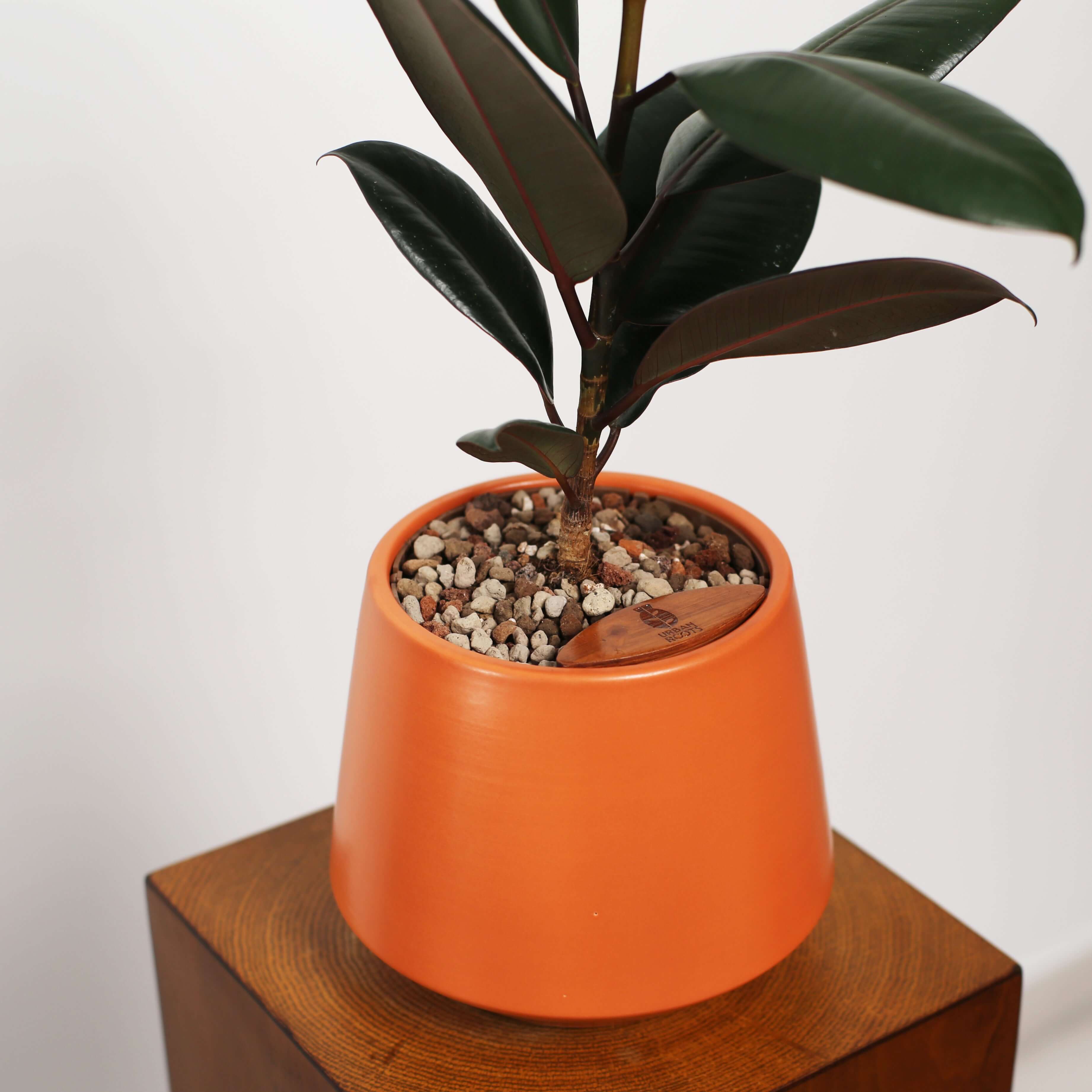 Rubber Fig in Toto pot (Ficus Elastica)
