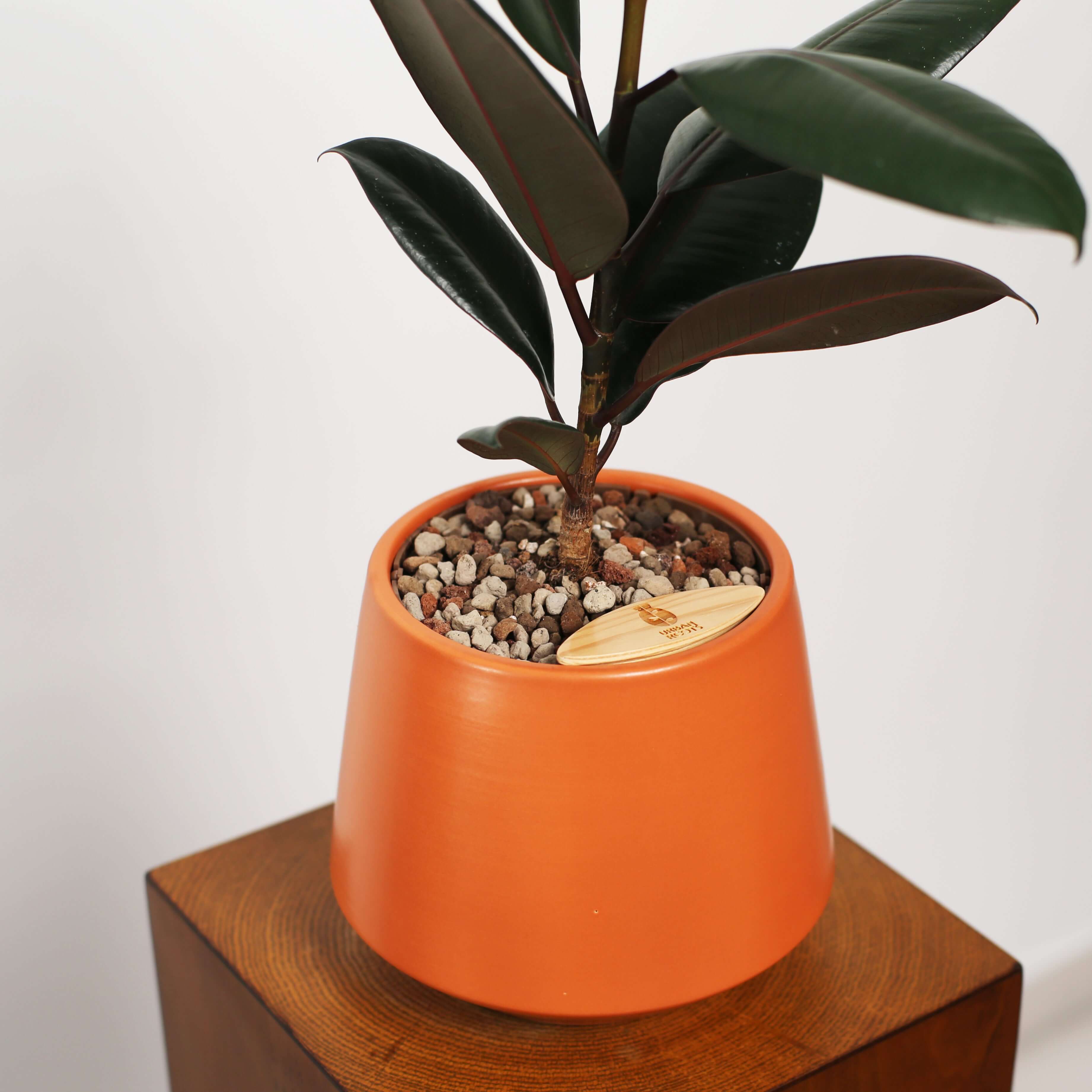 Rubber Fig in Toto pot (Ficus Elastica)
