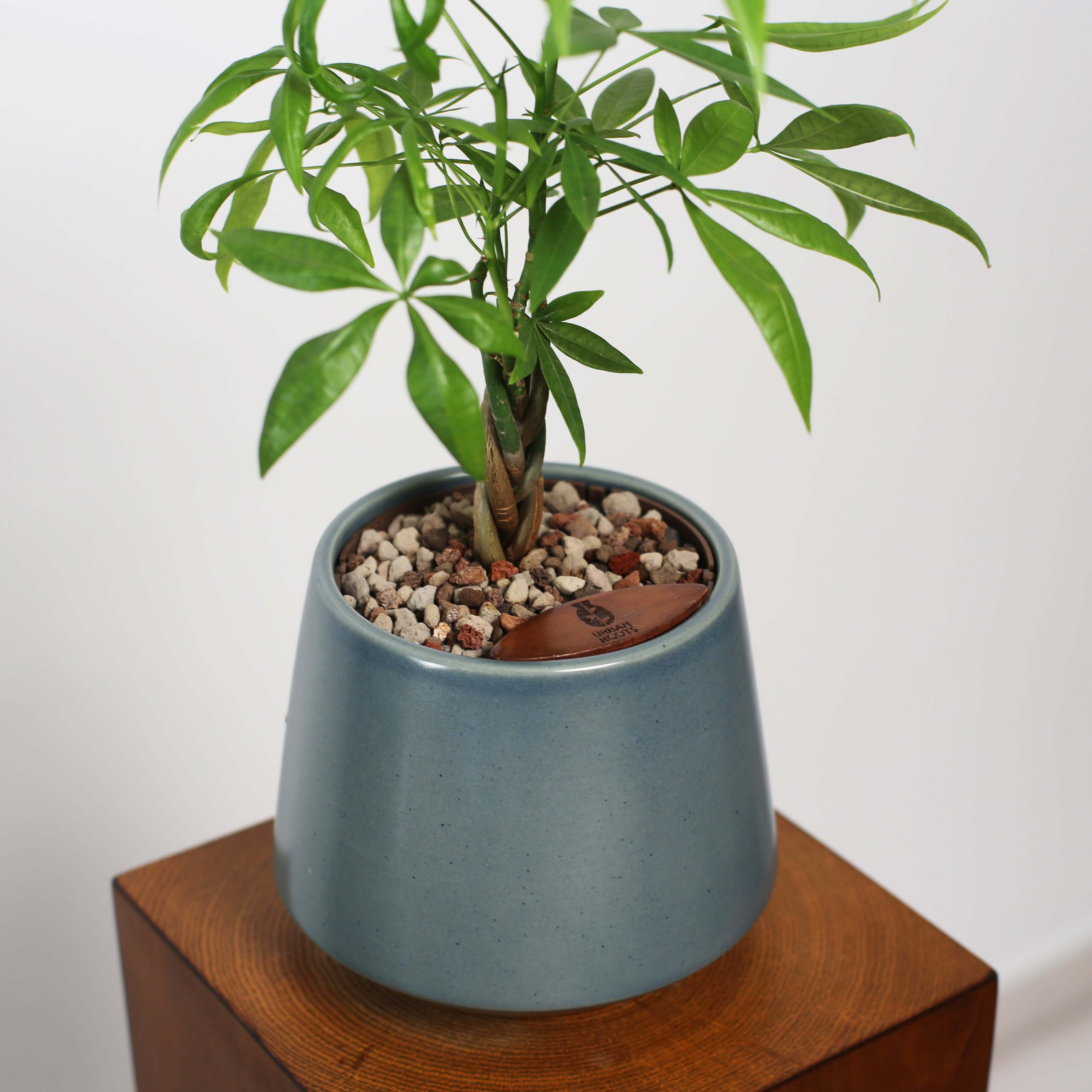 Money Tree in Toto pot (Pachira Aquatica)