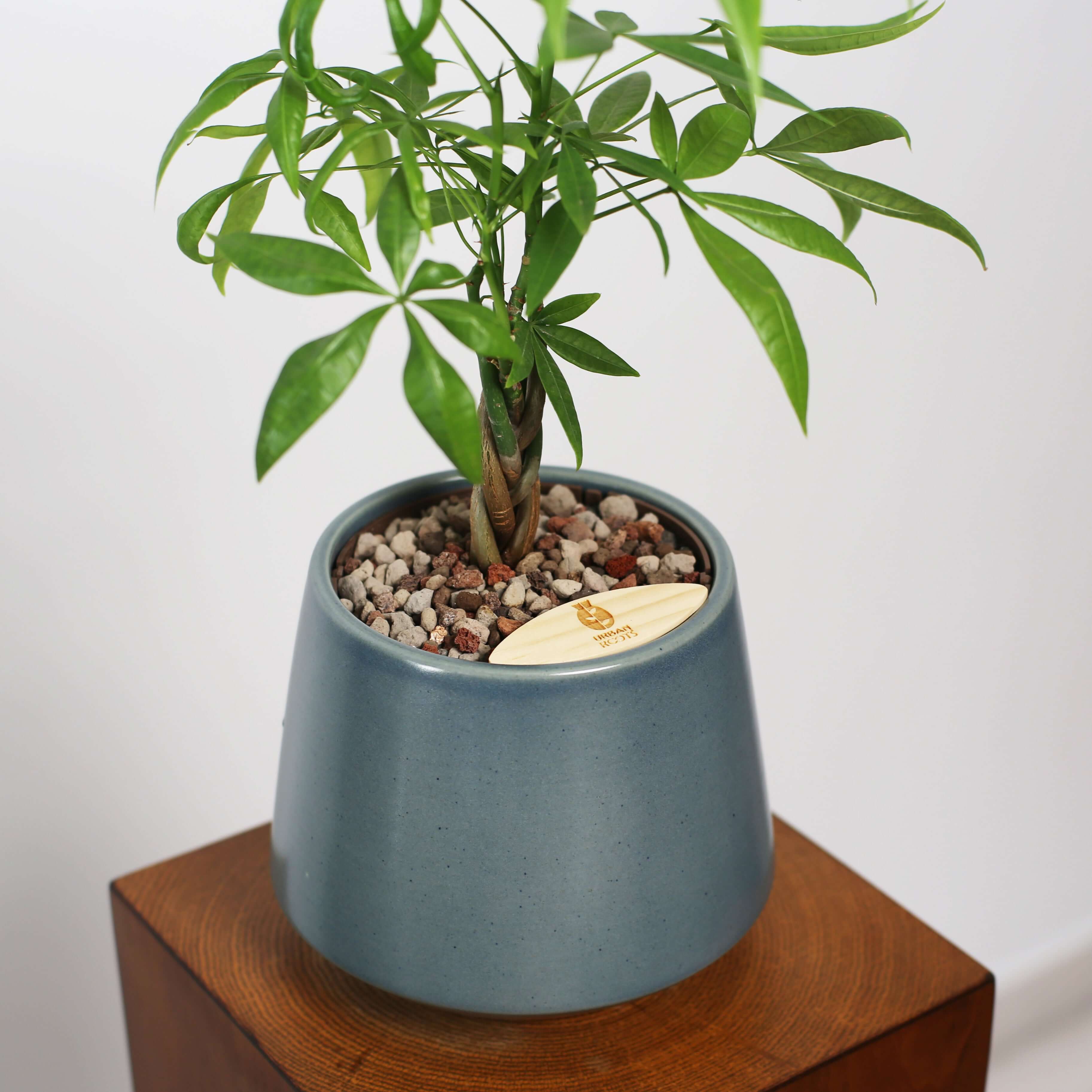 Money Tree in Toto pot (Pachira Aquatica)