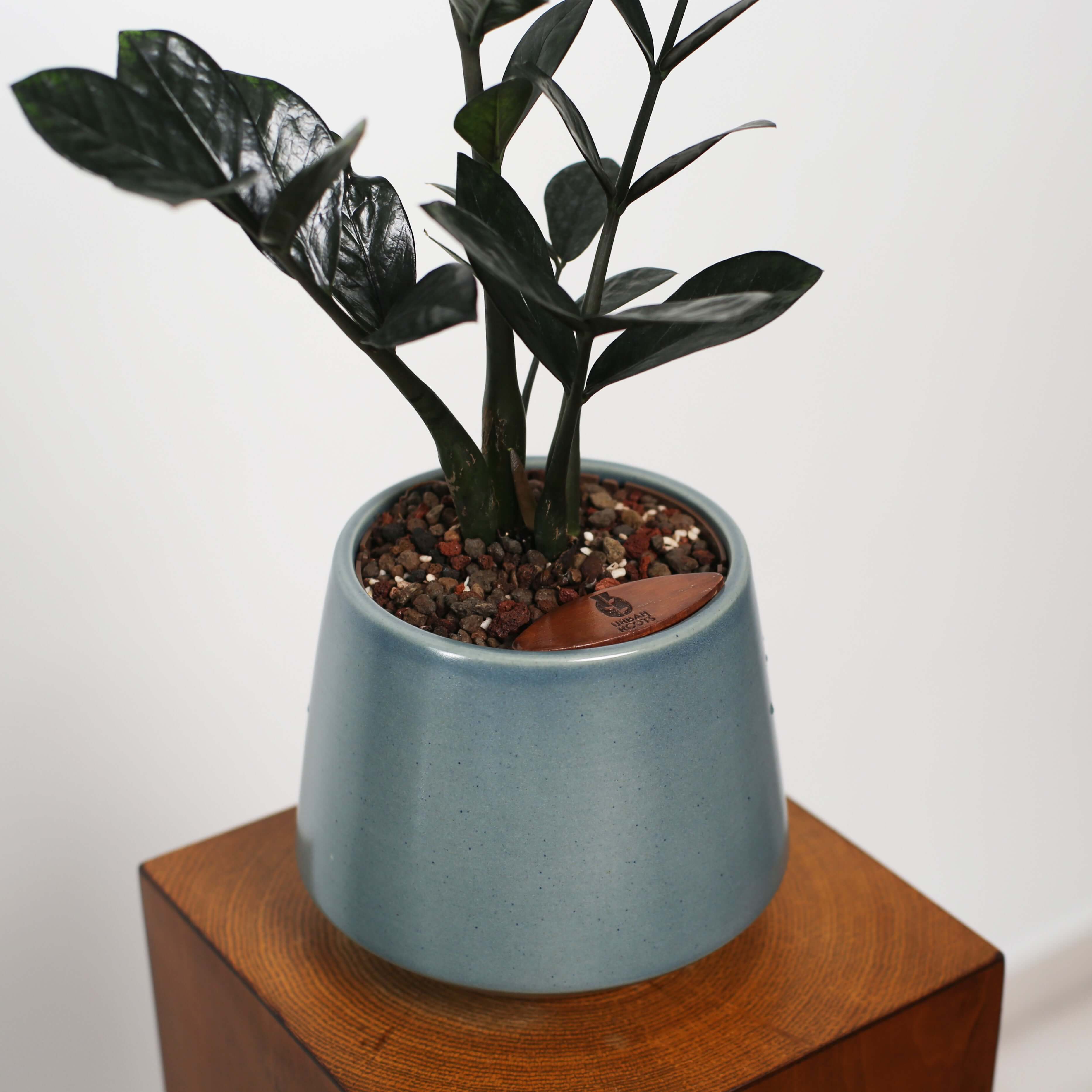 ZZ Plant in Toto pot