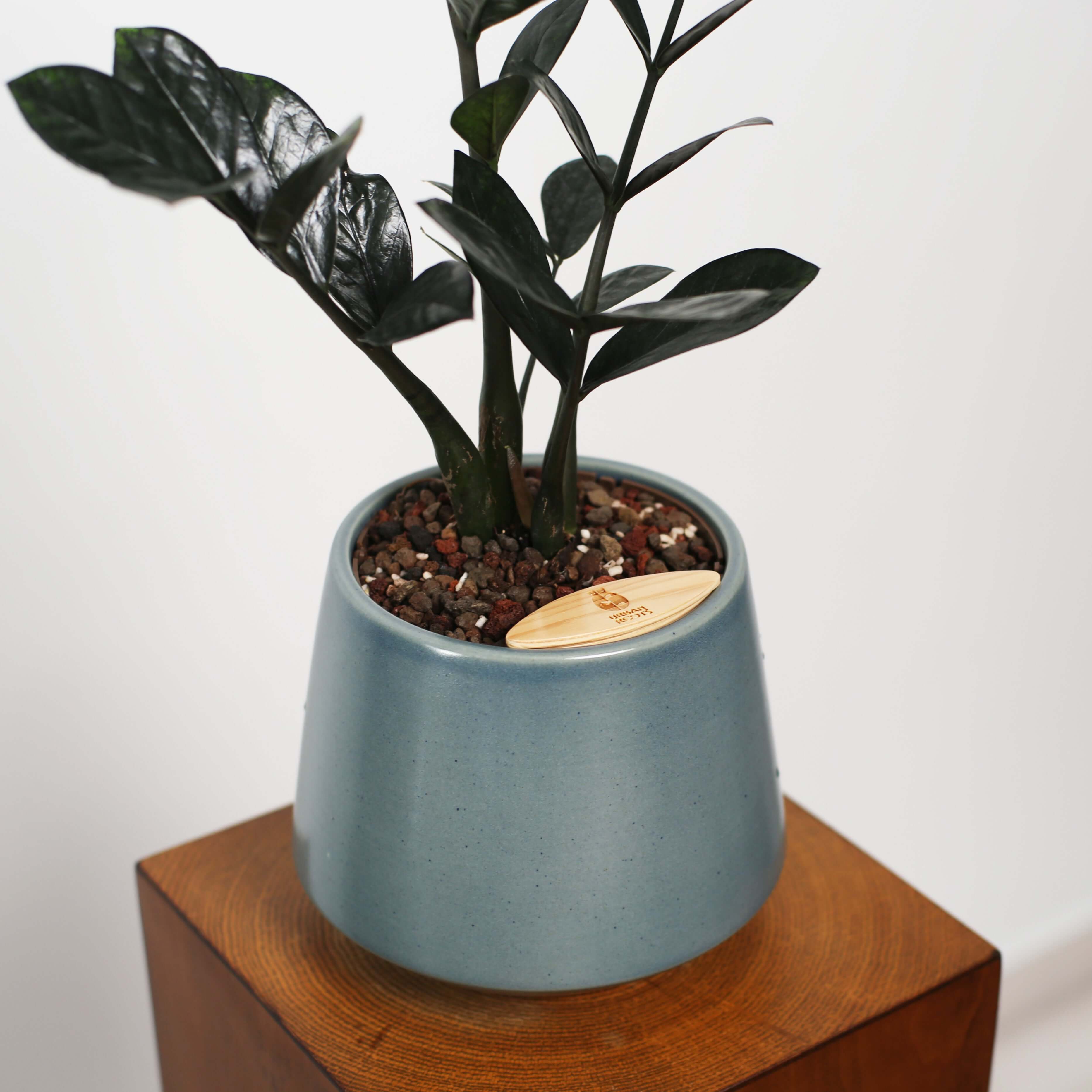 ZZ Plant in Toto pot