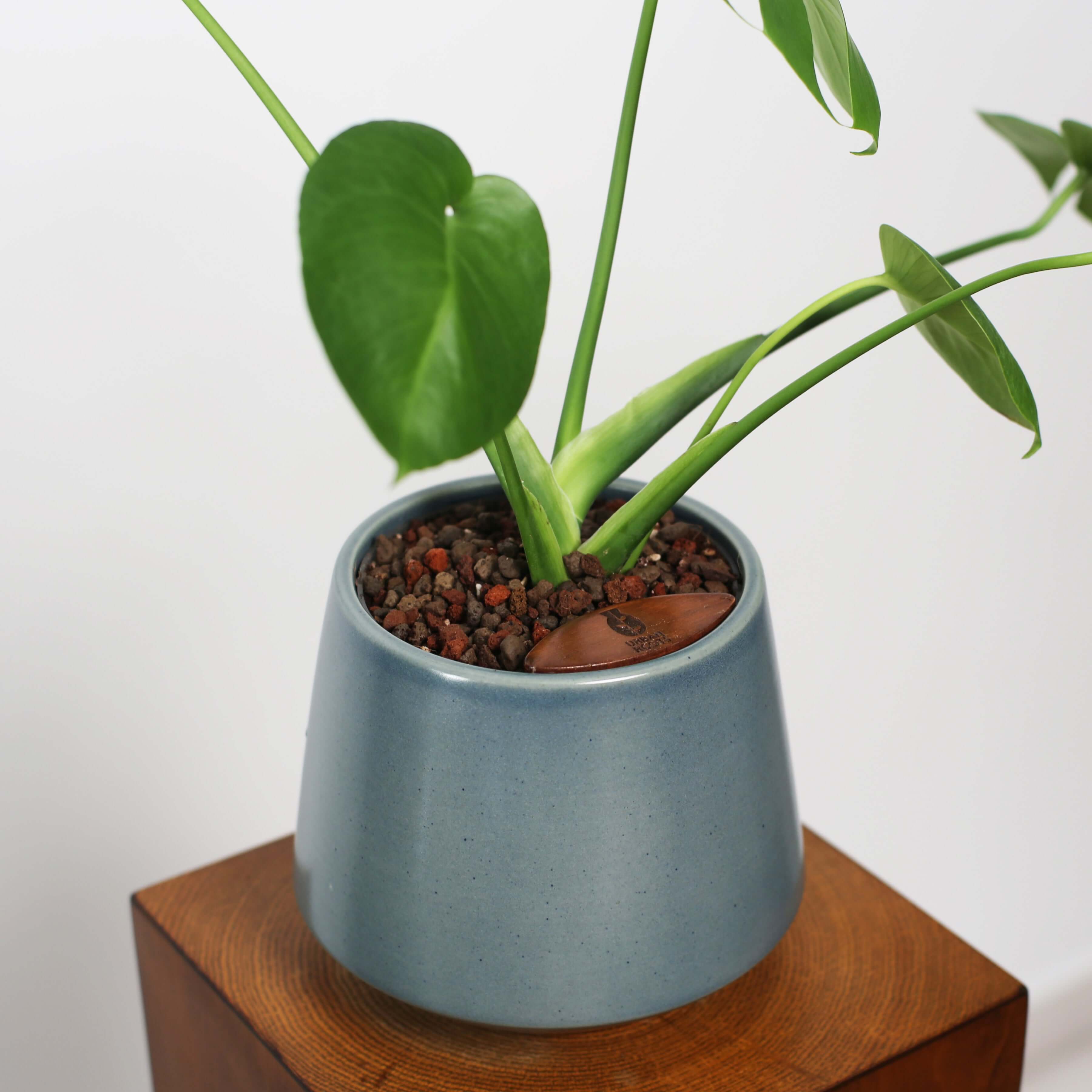 Monstera in Toto pot