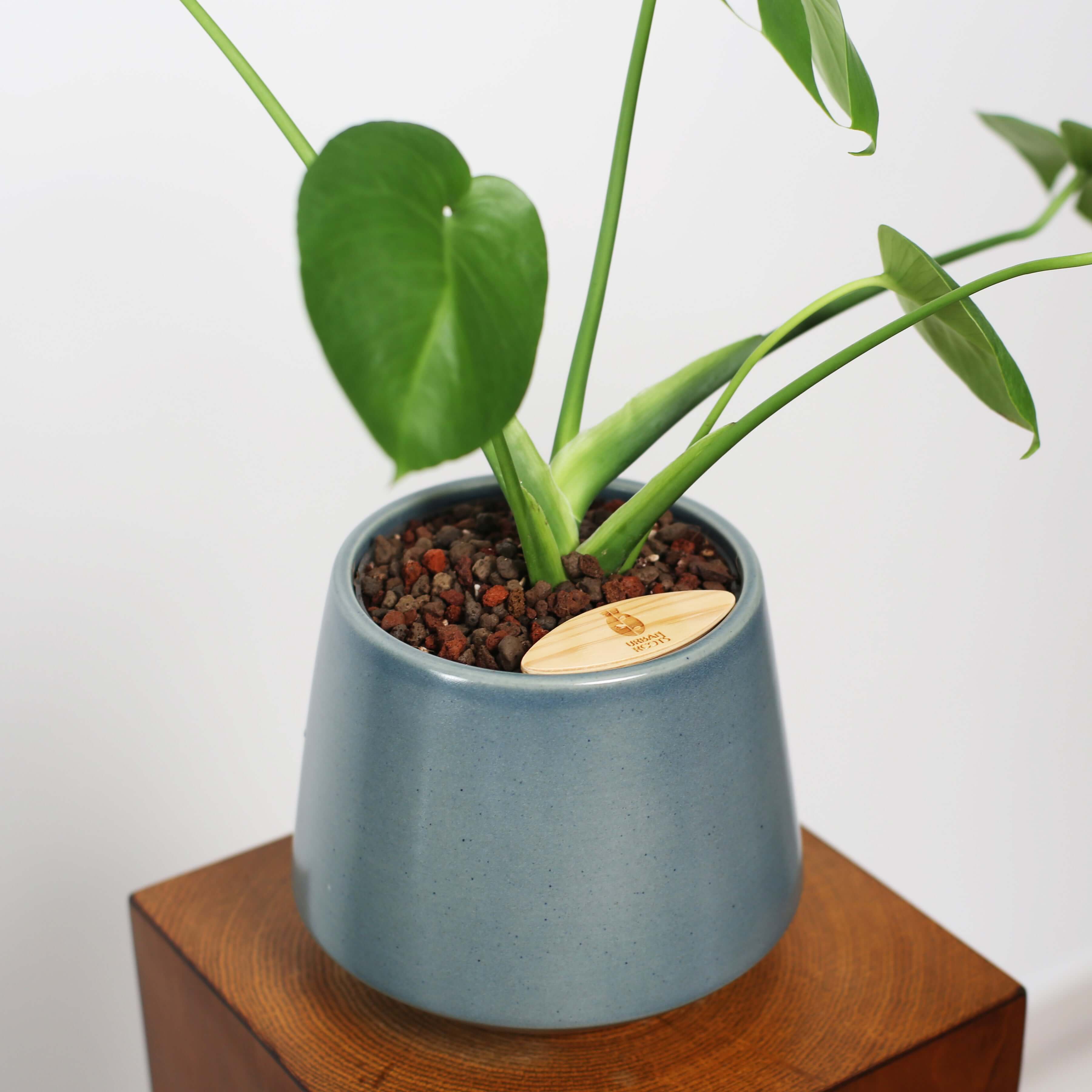 Monstera in Toto pot