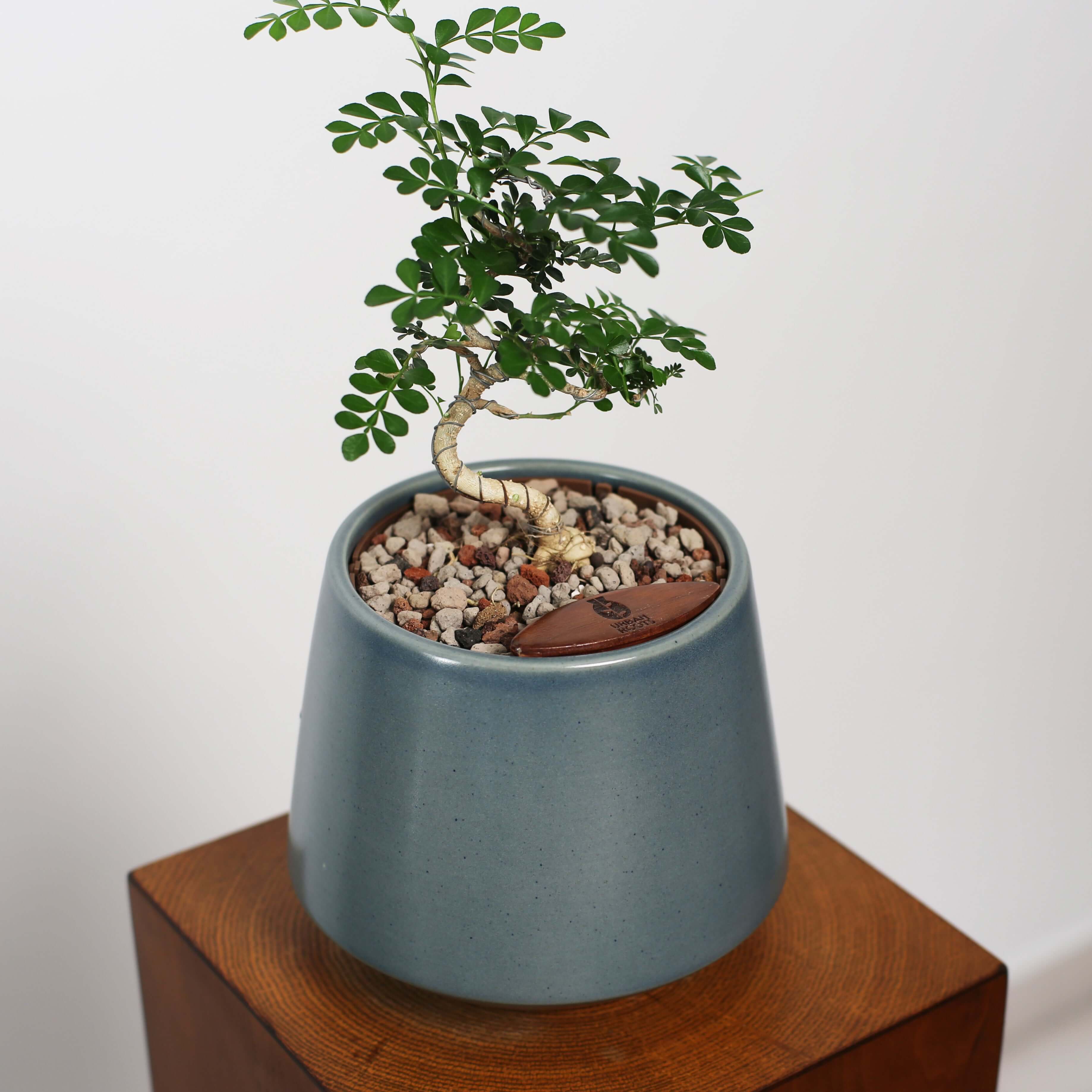 Bonsai in Toto pot (Feroniea Lucida Bonsai)