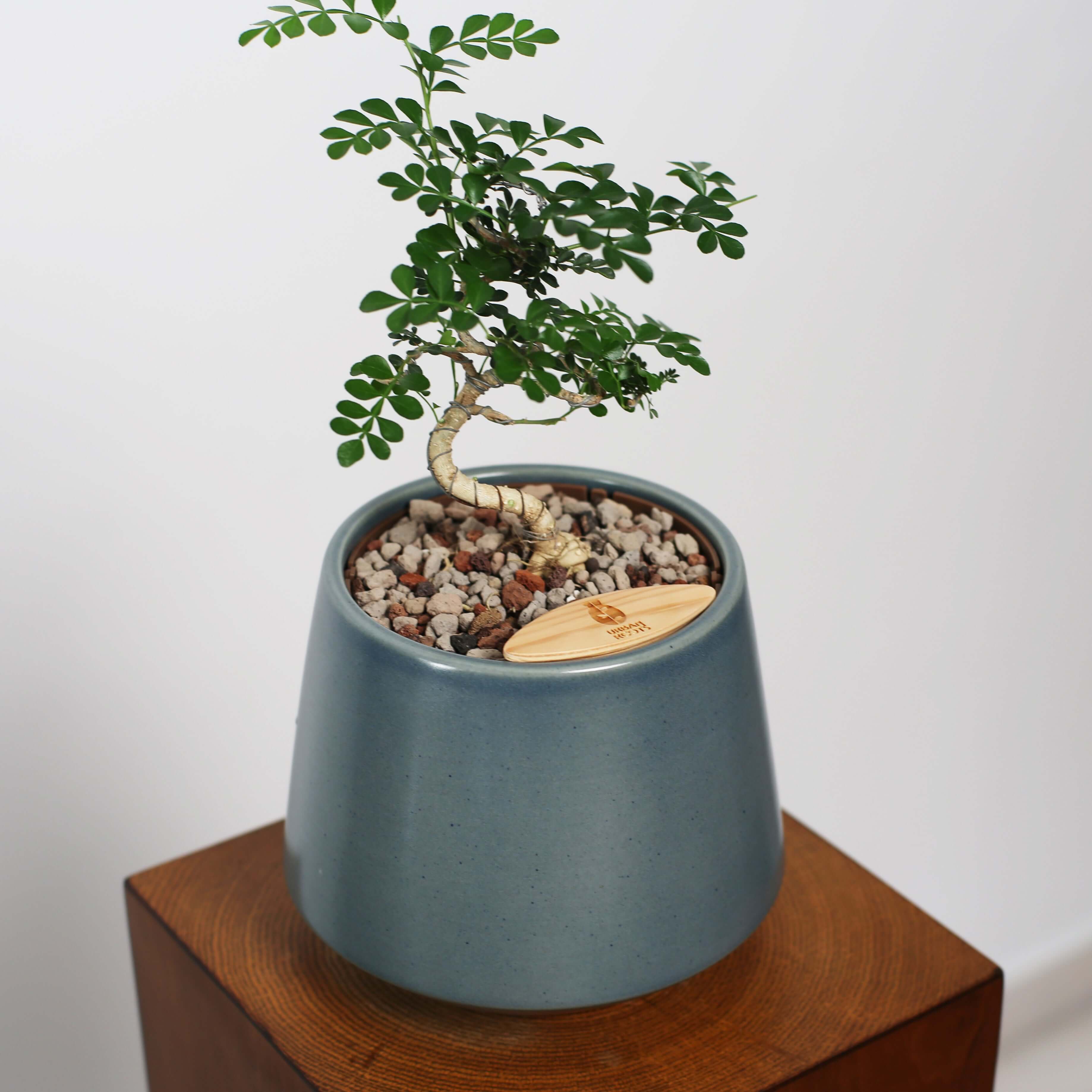 Bonsai in Toto pot (Feroniea Lucida Bonsai)