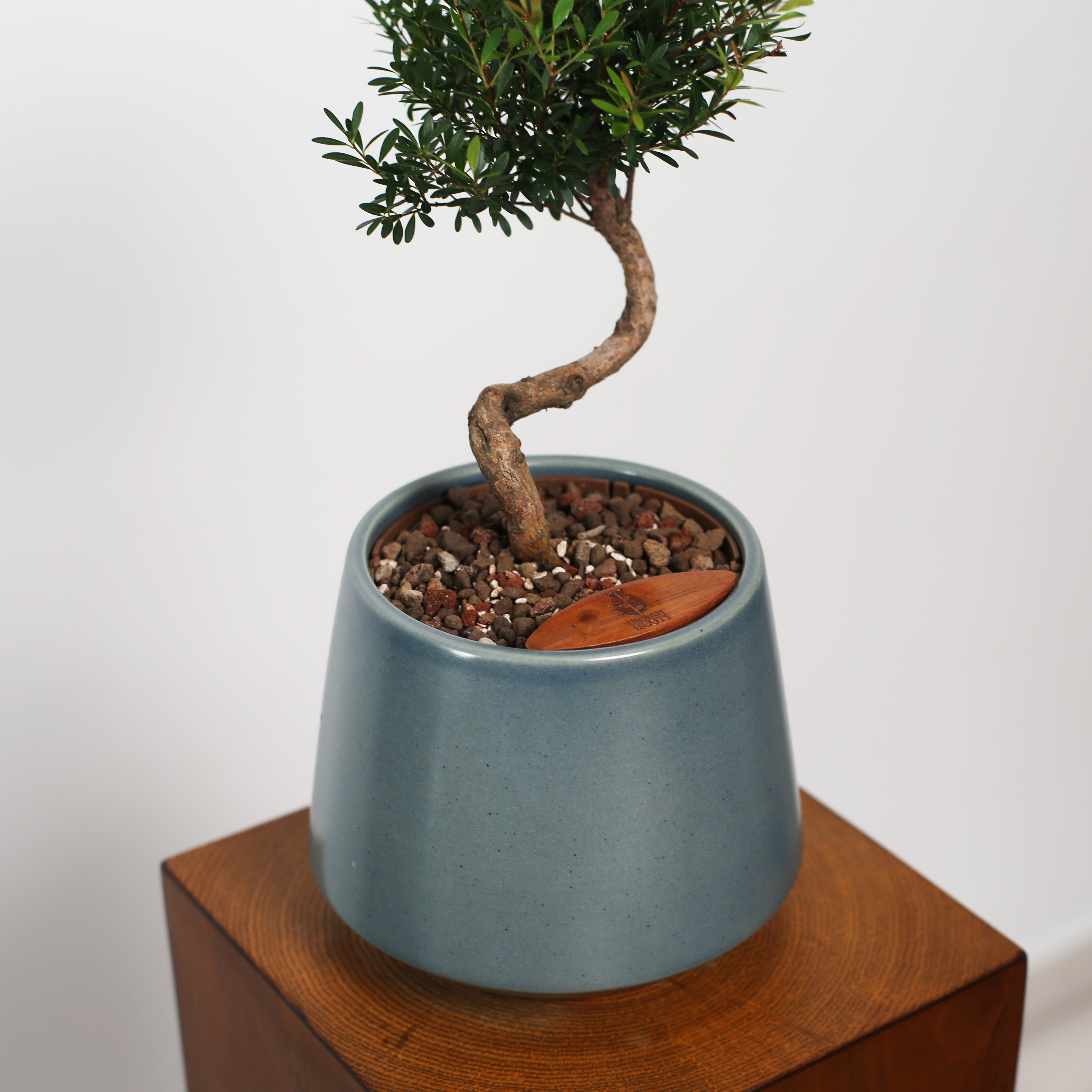 Bonsai in Toto pot (Syzygium buxifolium)