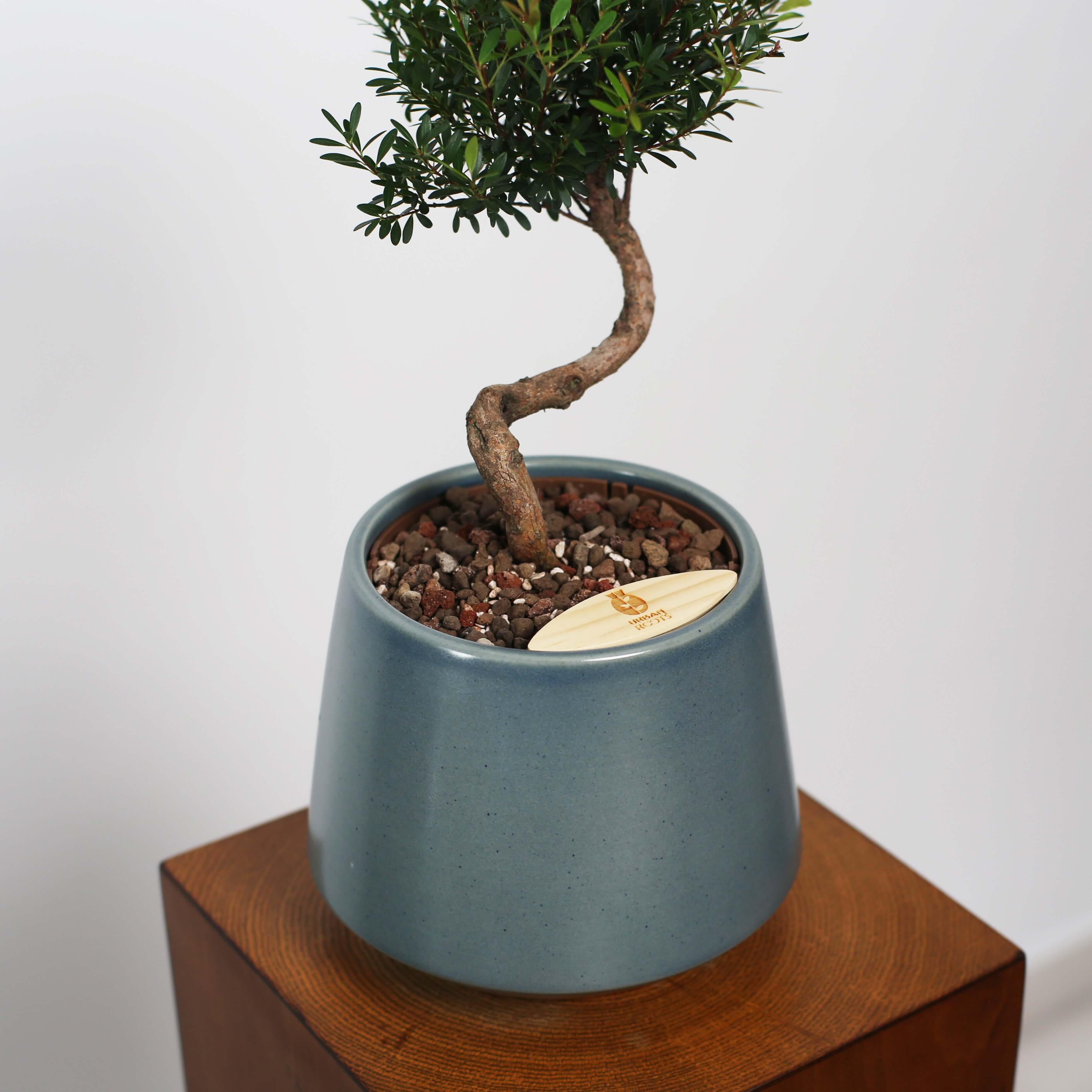 Syzygium buxifolium Bonsai in Toto Self-Watering Pot