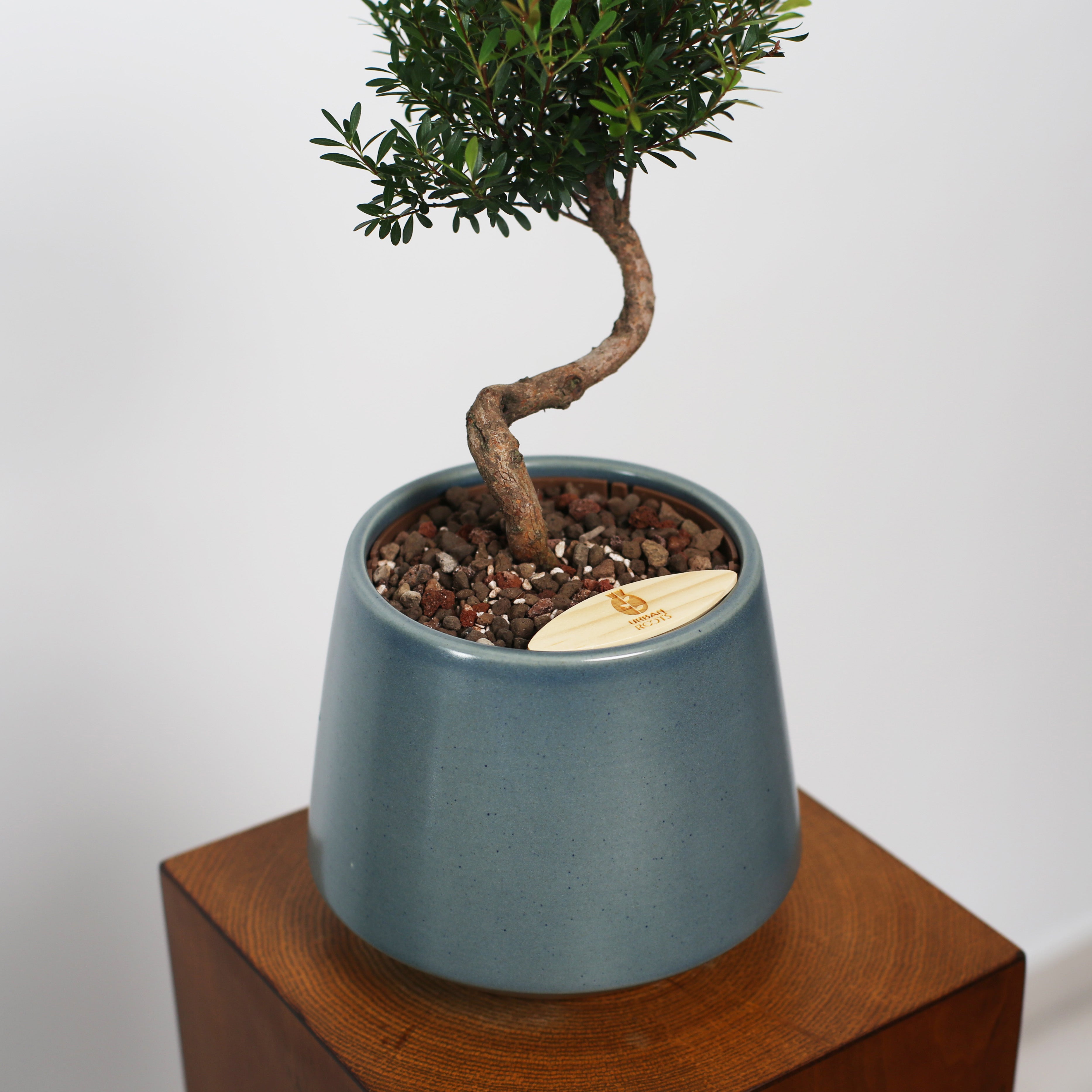 Bonsai in Toto pot (Syzygium buxifolium)