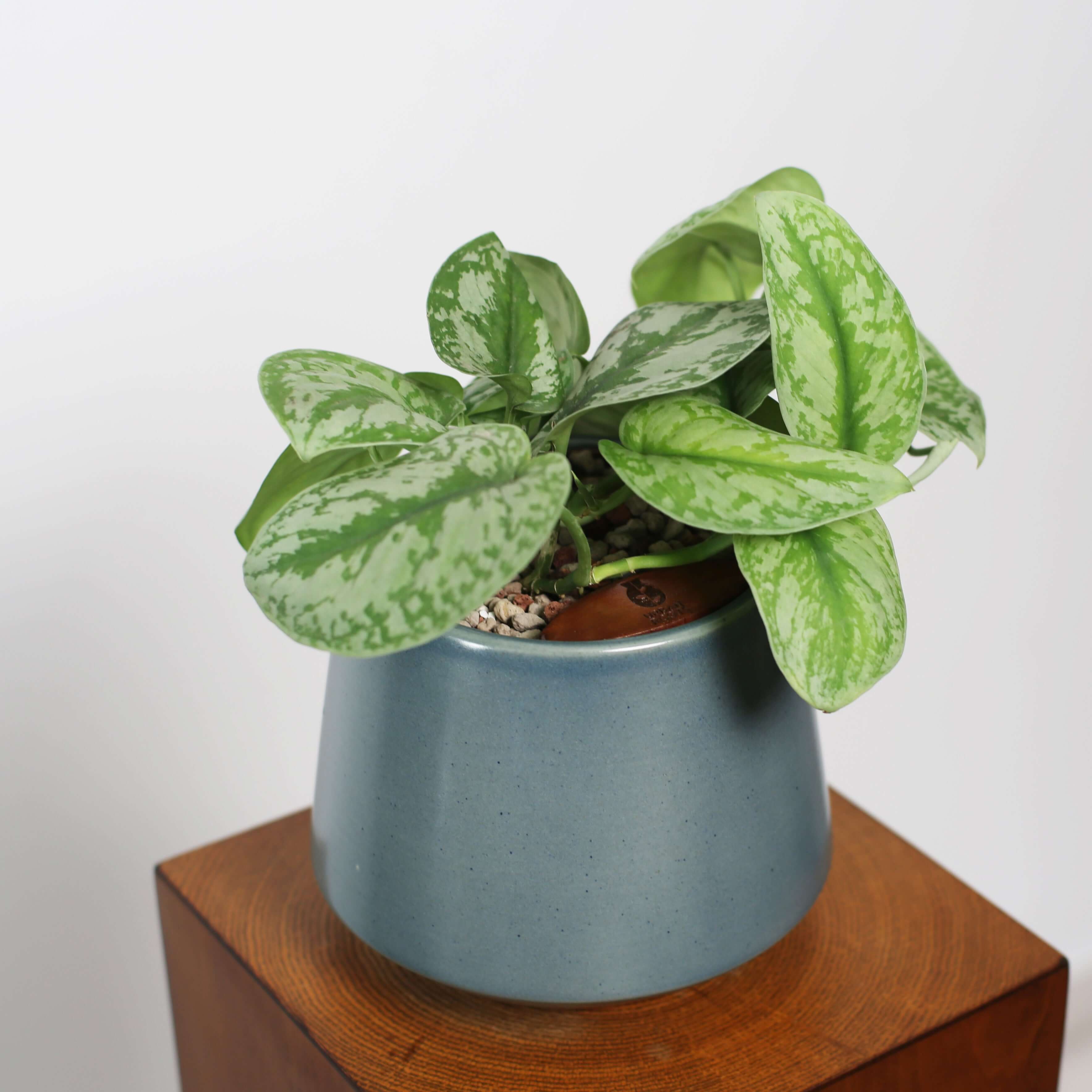 Satin Pothos in Toto pot (Scindapsus Pictus ‘Exotica’)