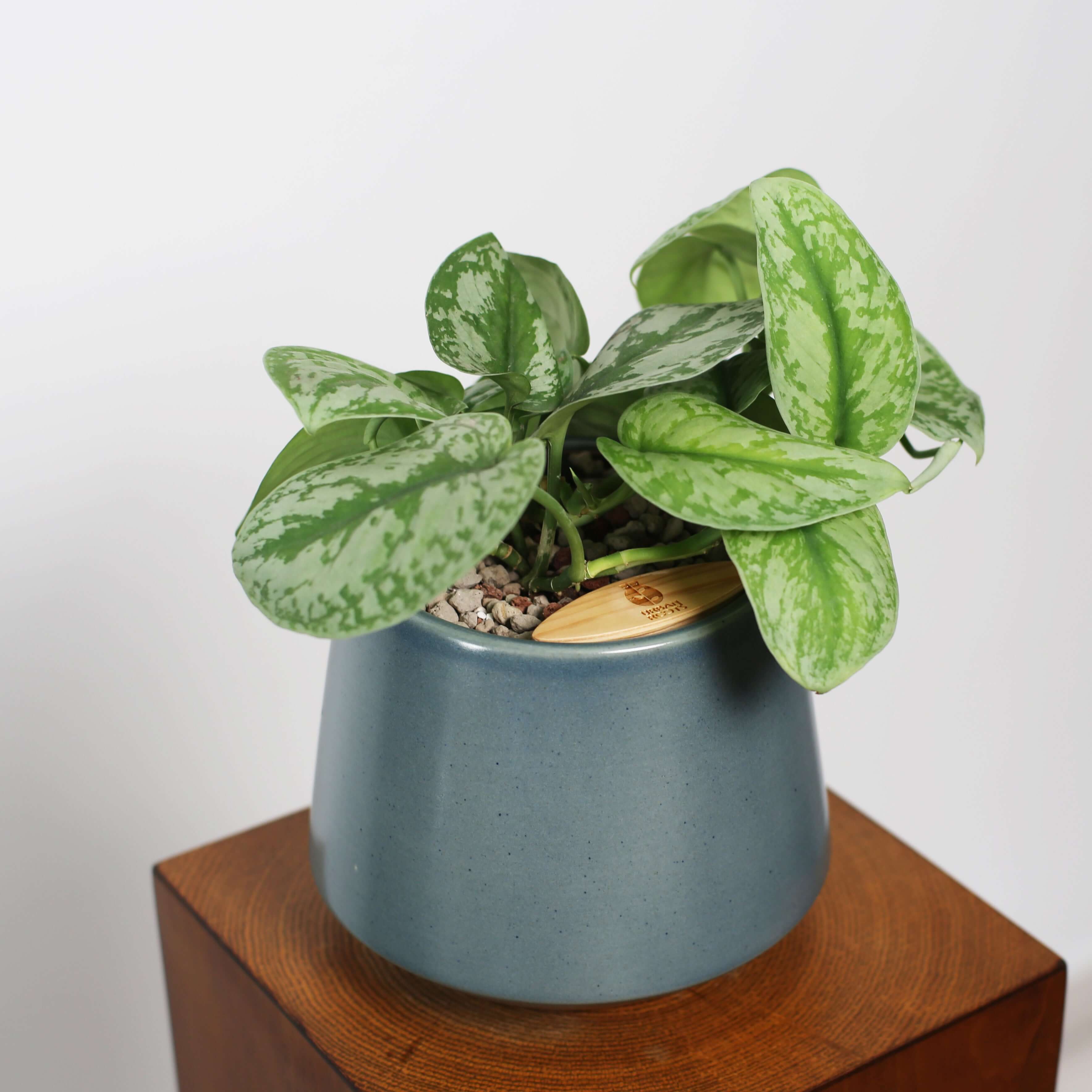 Satin Pothos in Toto pot (Scindapsus Pictus ‘Exotica’)