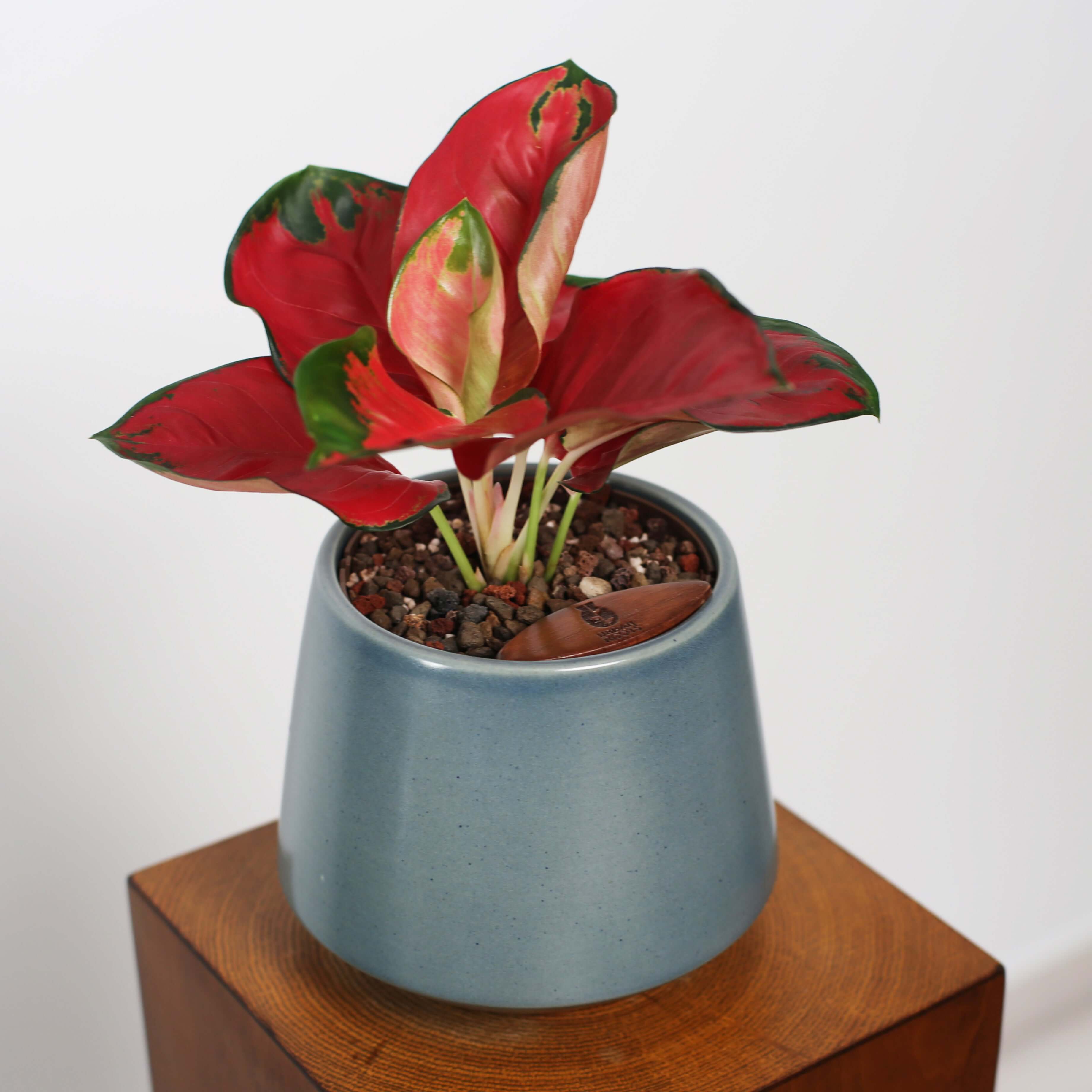 Aglaonema in Toto pot