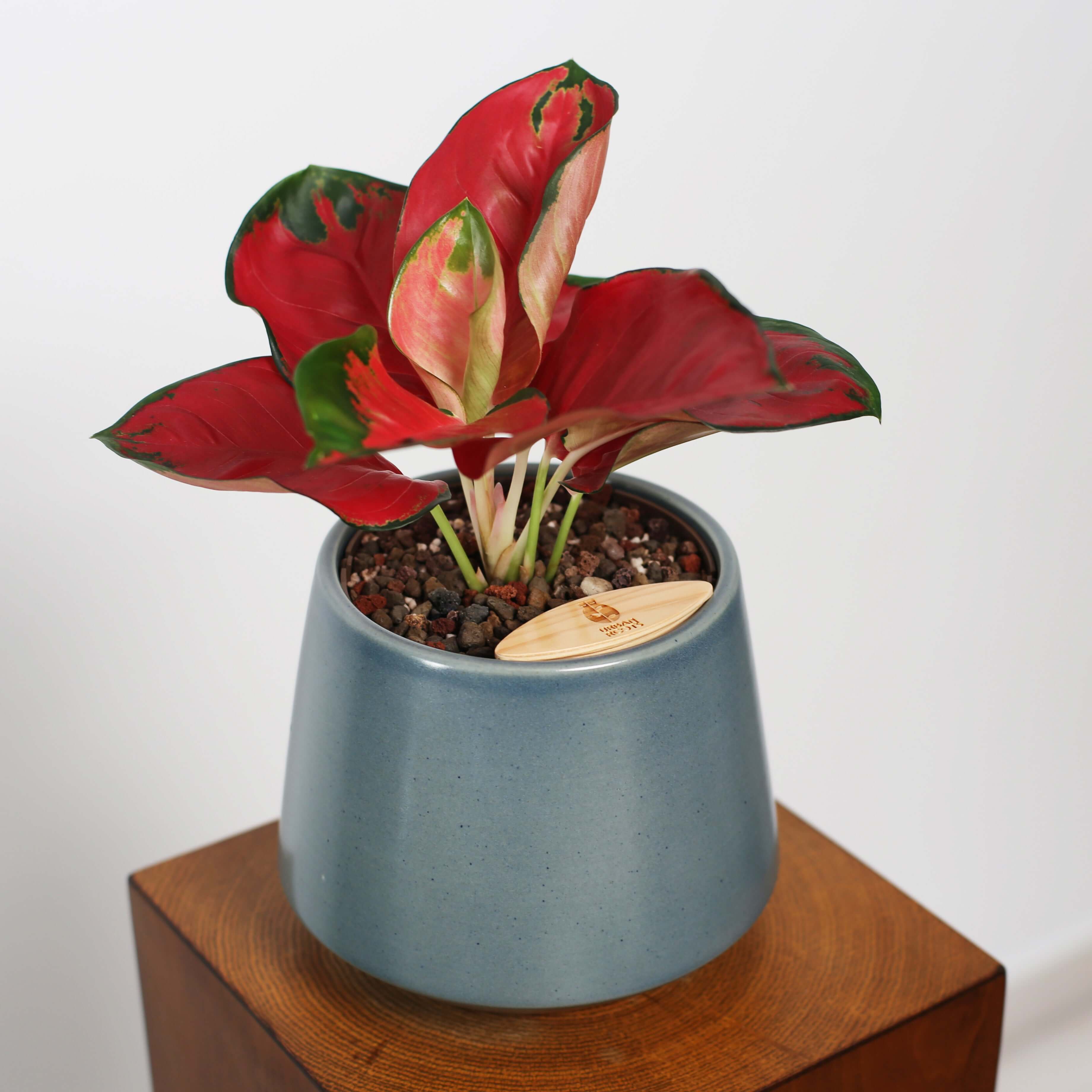 Aglaonema in Toto pot