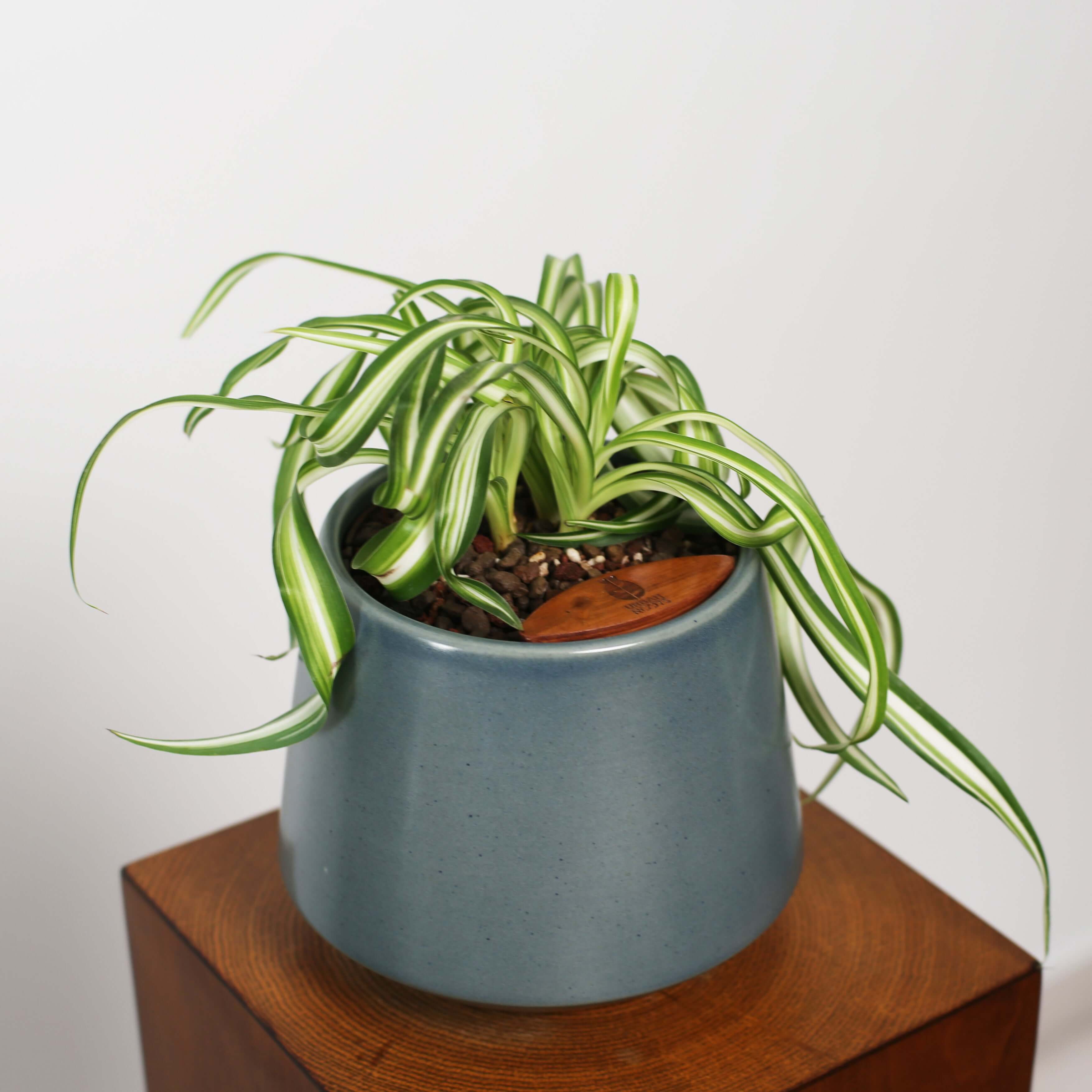 Bonnie Spider Plant in Toto pot (Chlorophytum comosum)