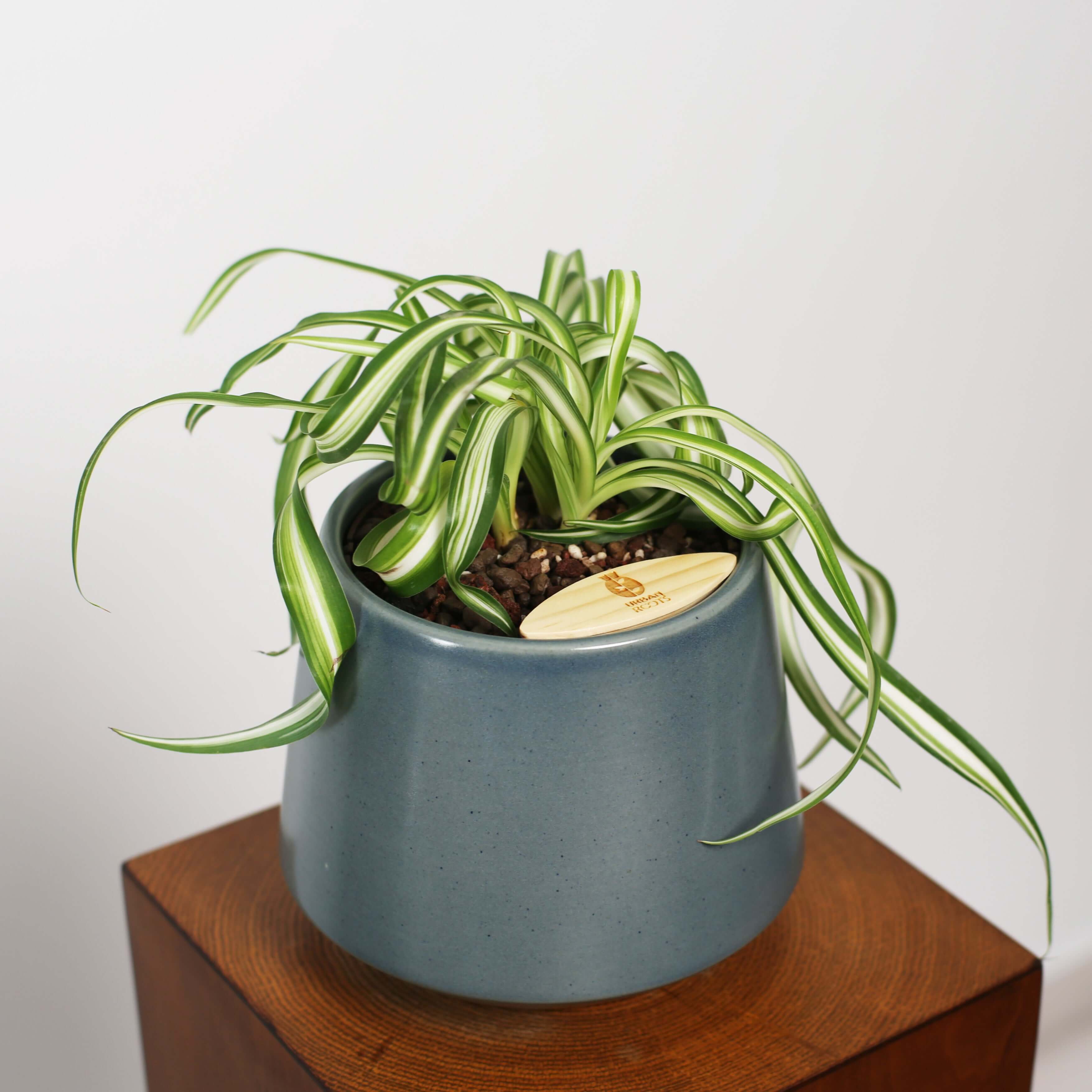 Bonnie Spider Plant in Toto pot (Chlorophytum comosum)