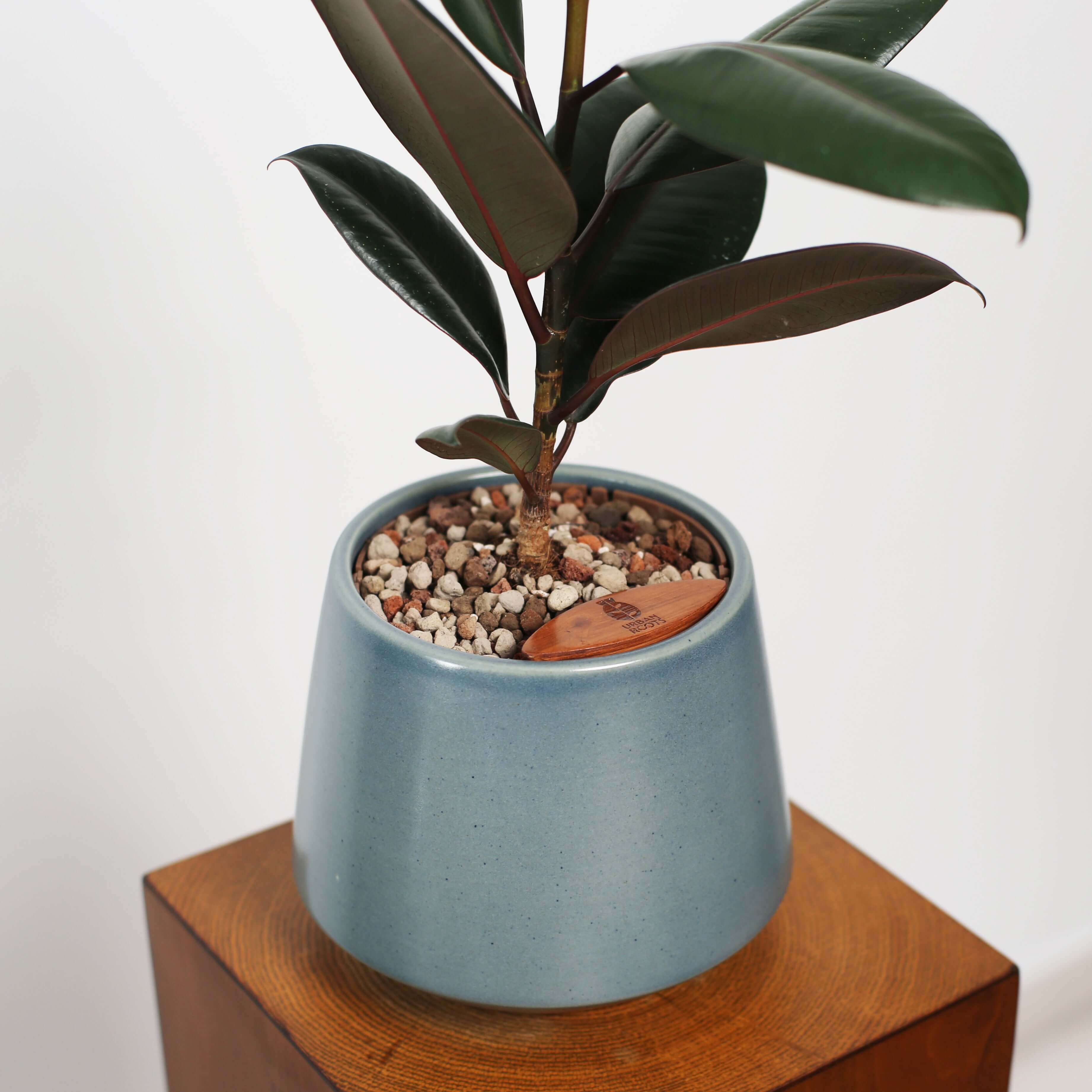 Rubber Fig in Toto pot (Ficus Elastica)