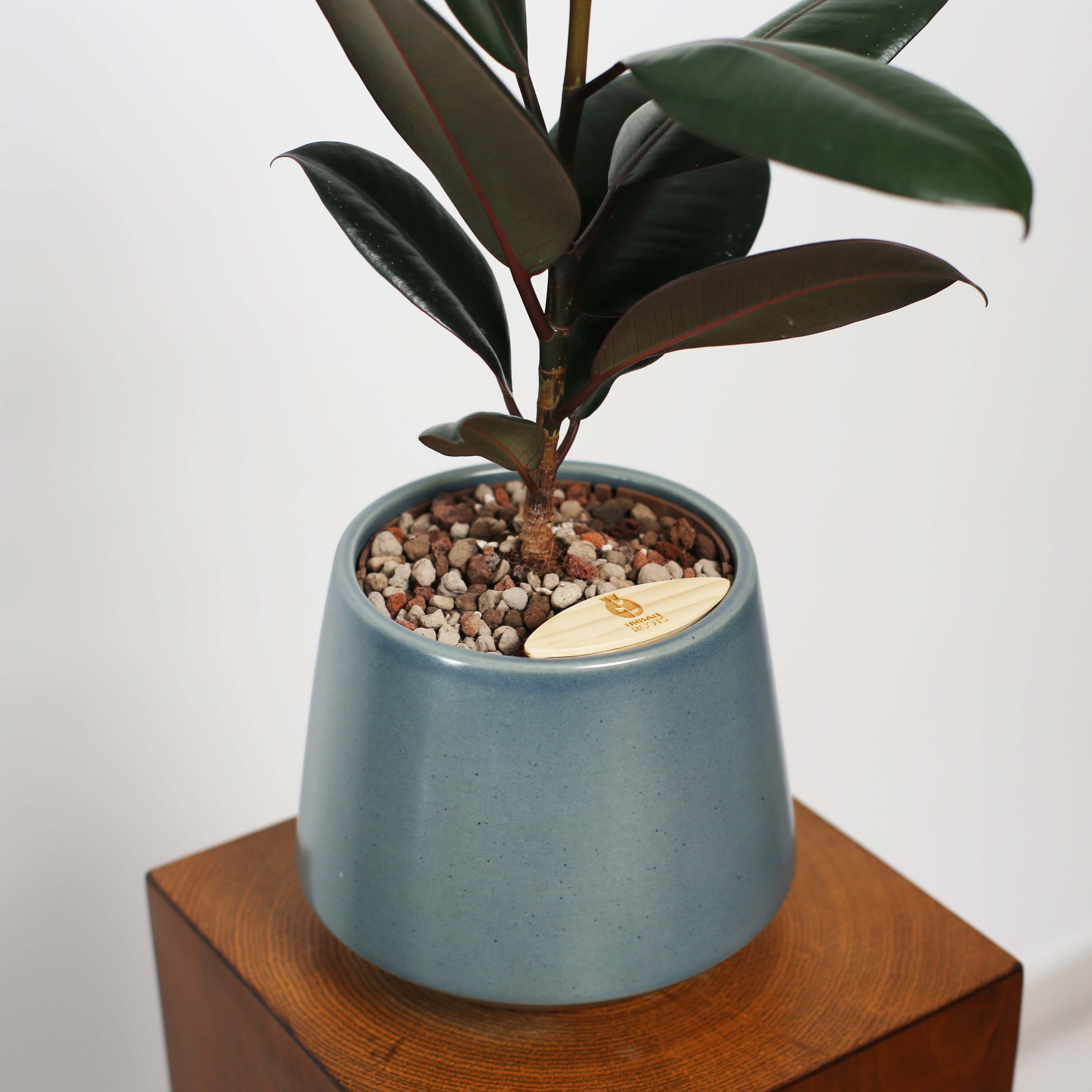 Rubber Fig in Toto pot (Ficus Elastica)