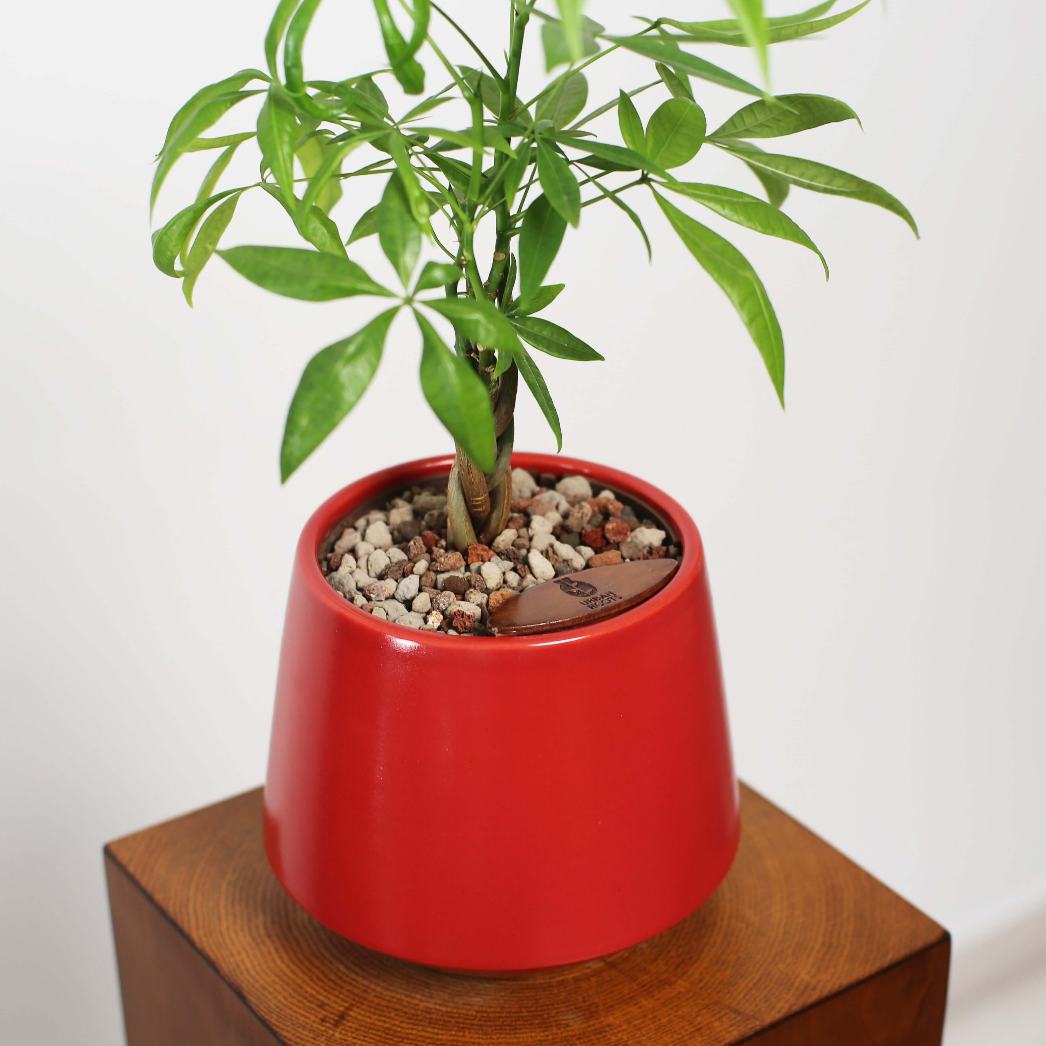 Money Tree in Toto pot (Pachira Aquatica)