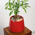 Money Tree in Toto pot (Pachira Aquatica)
