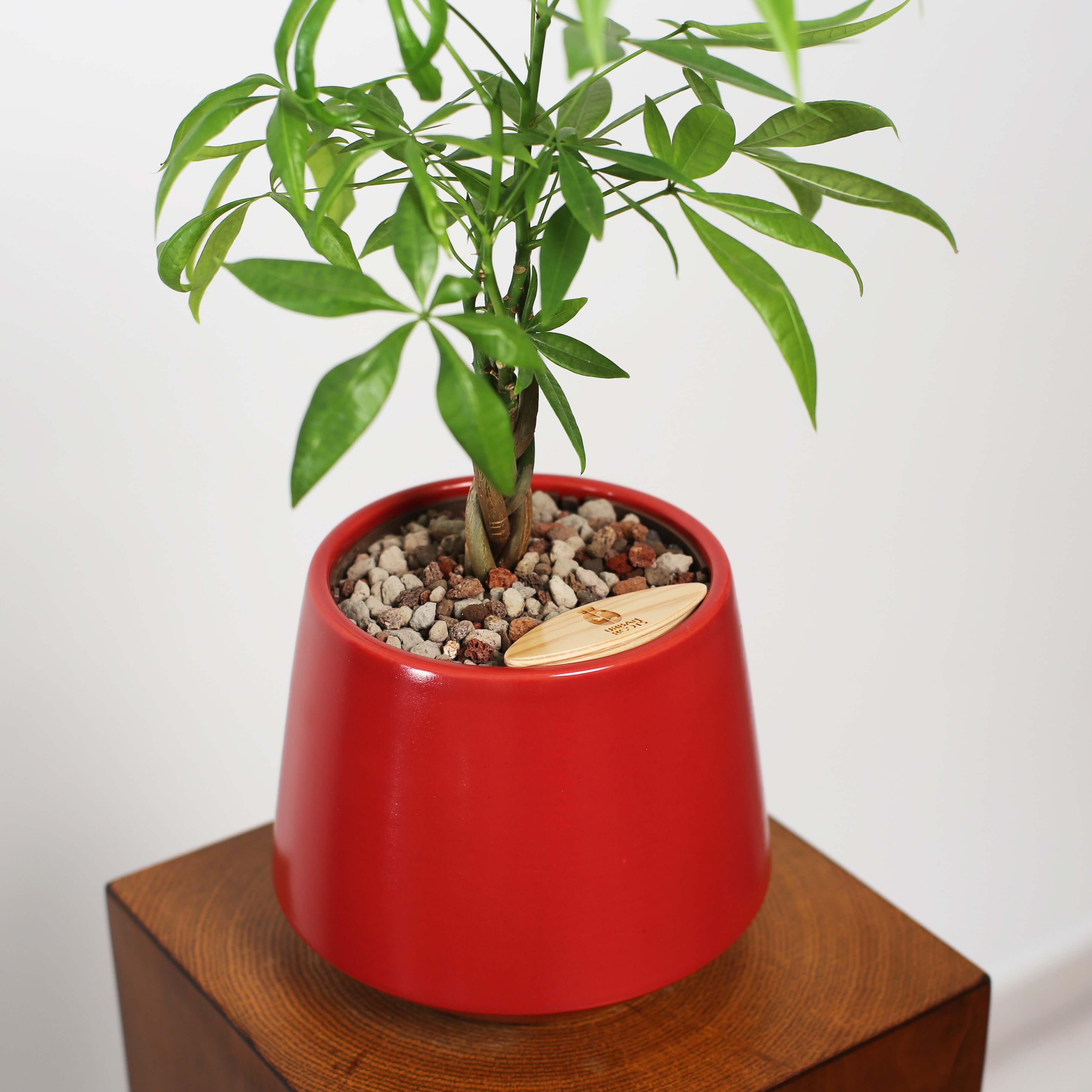 Money Tree in Toto pot (Pachira Aquatica)