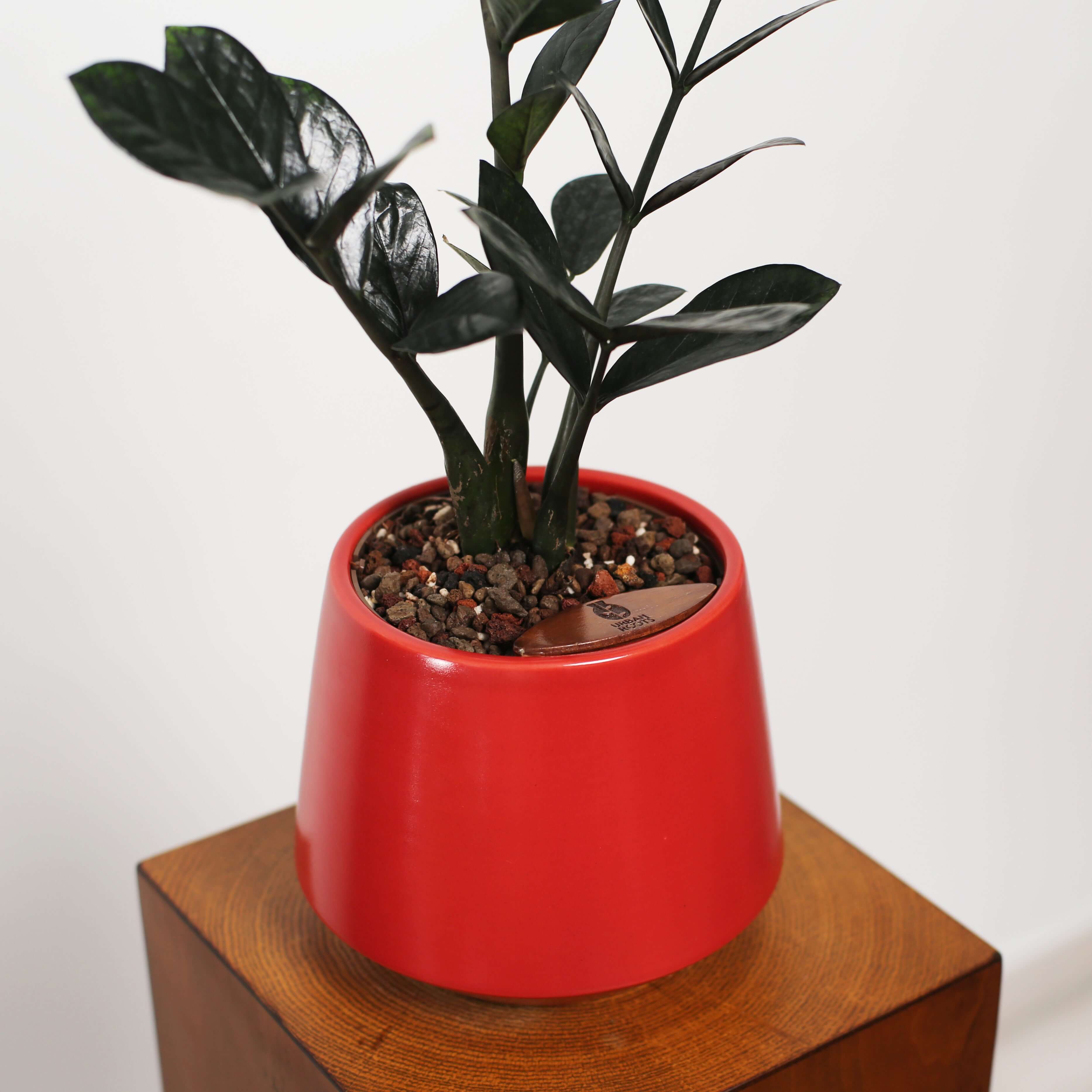 ZZ Plant in Toto pot