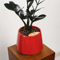 ZZ Plant in Toto pot