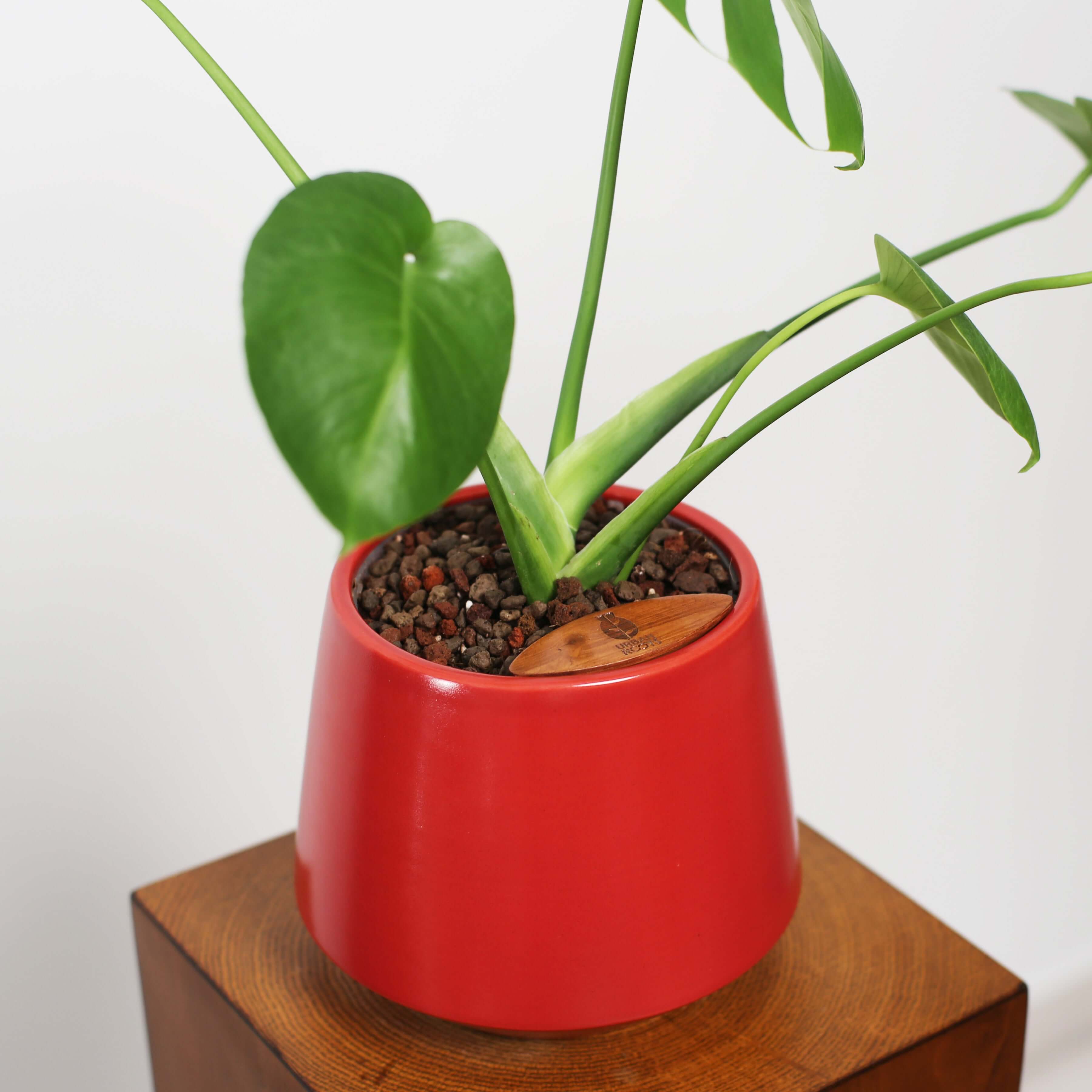 Monstera in Toto pot