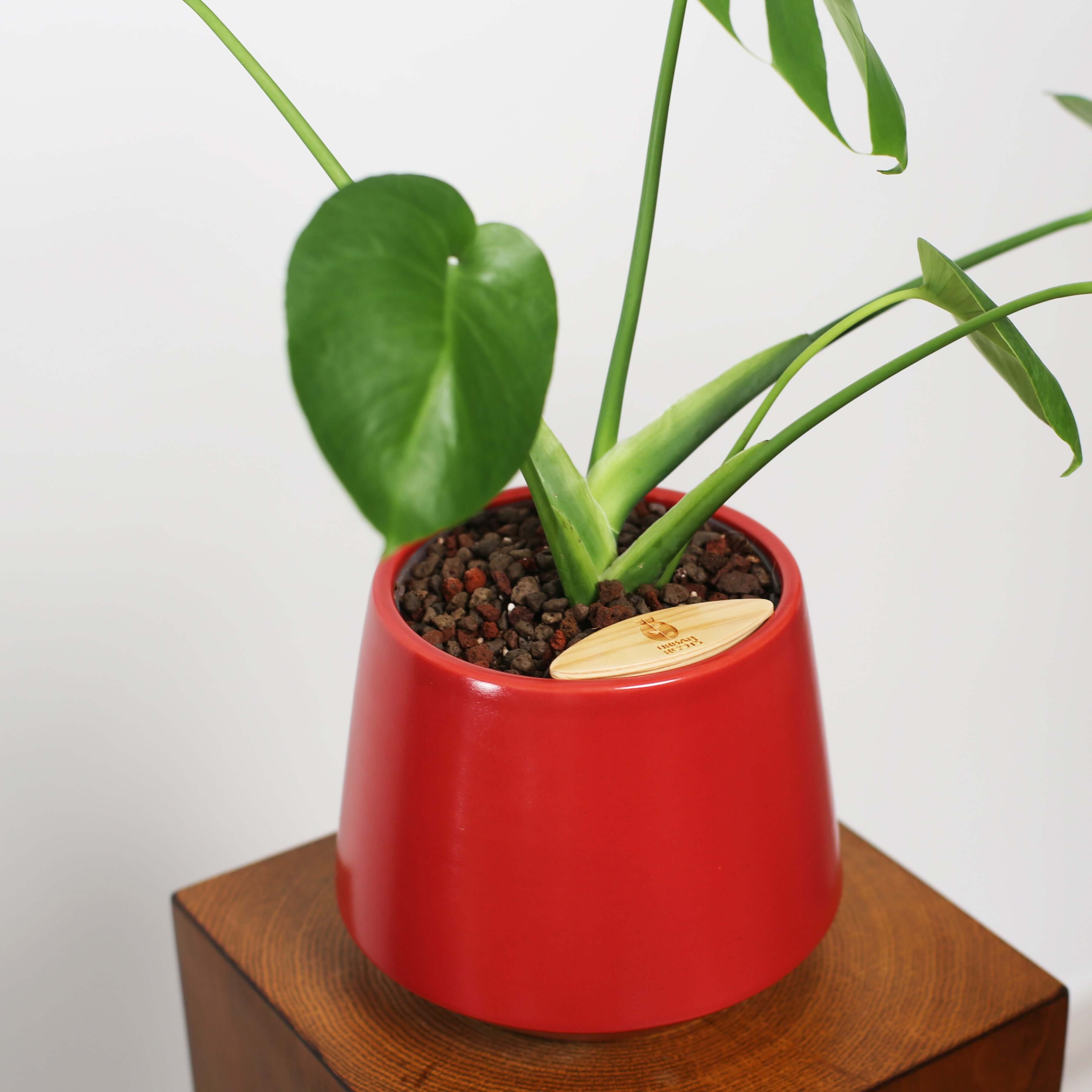 Monstera in Toto pot