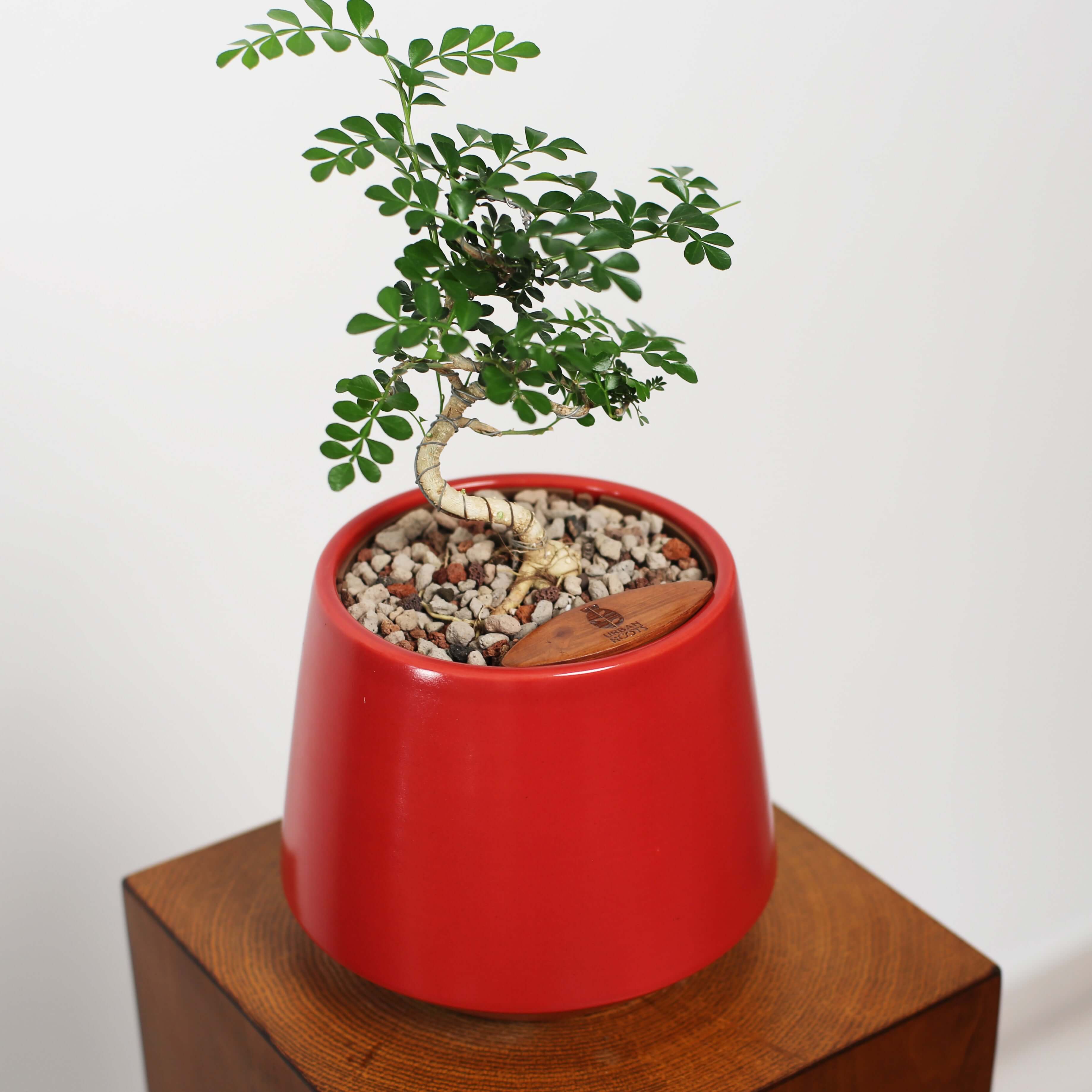 Bonsai in Toto pot (Feroniea Lucida Bonsai)