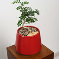 Bonsai in Toto pot (Feroniella Lucida Bonsai)
