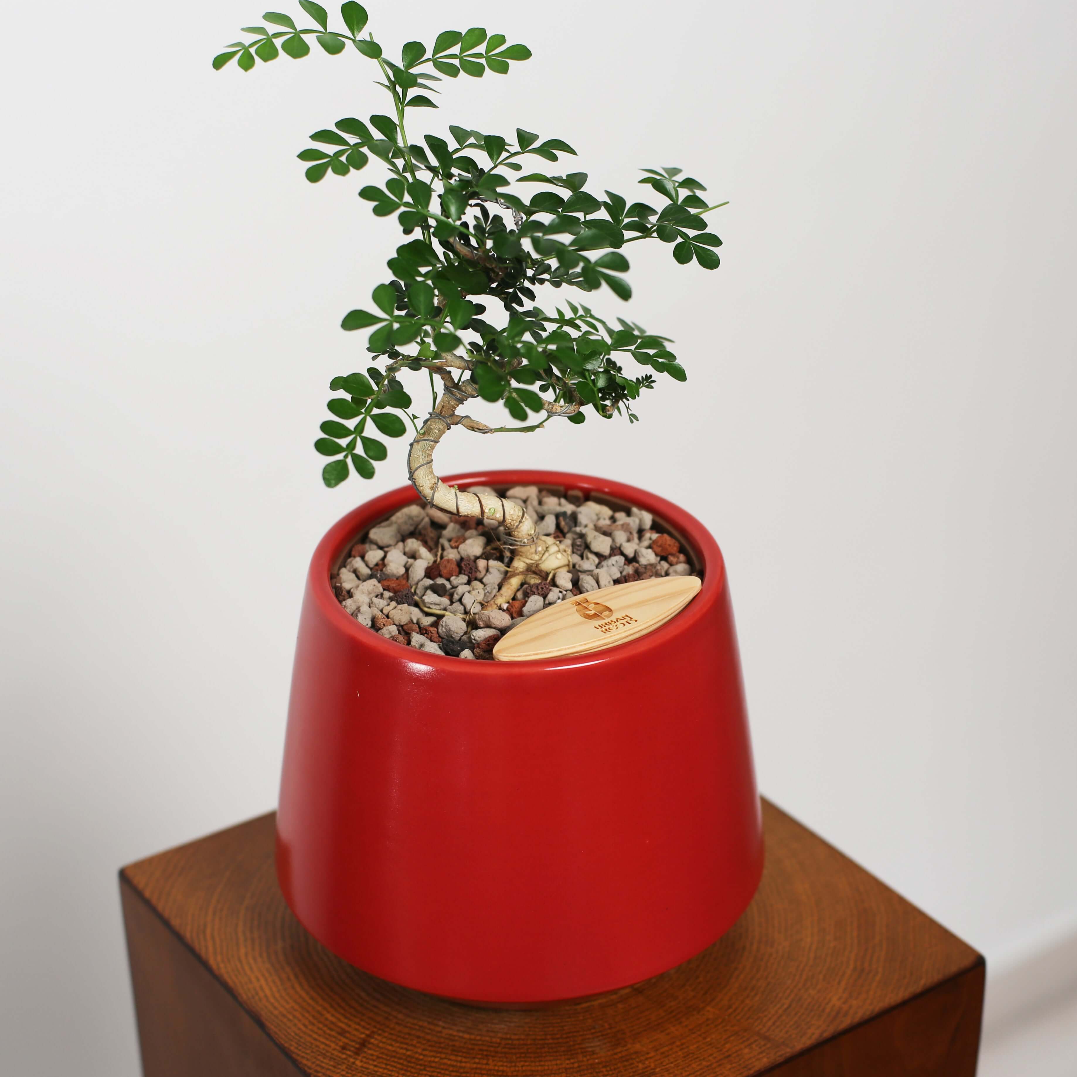 Bonsai in Toto pot (Feroniea Lucida Bonsai)