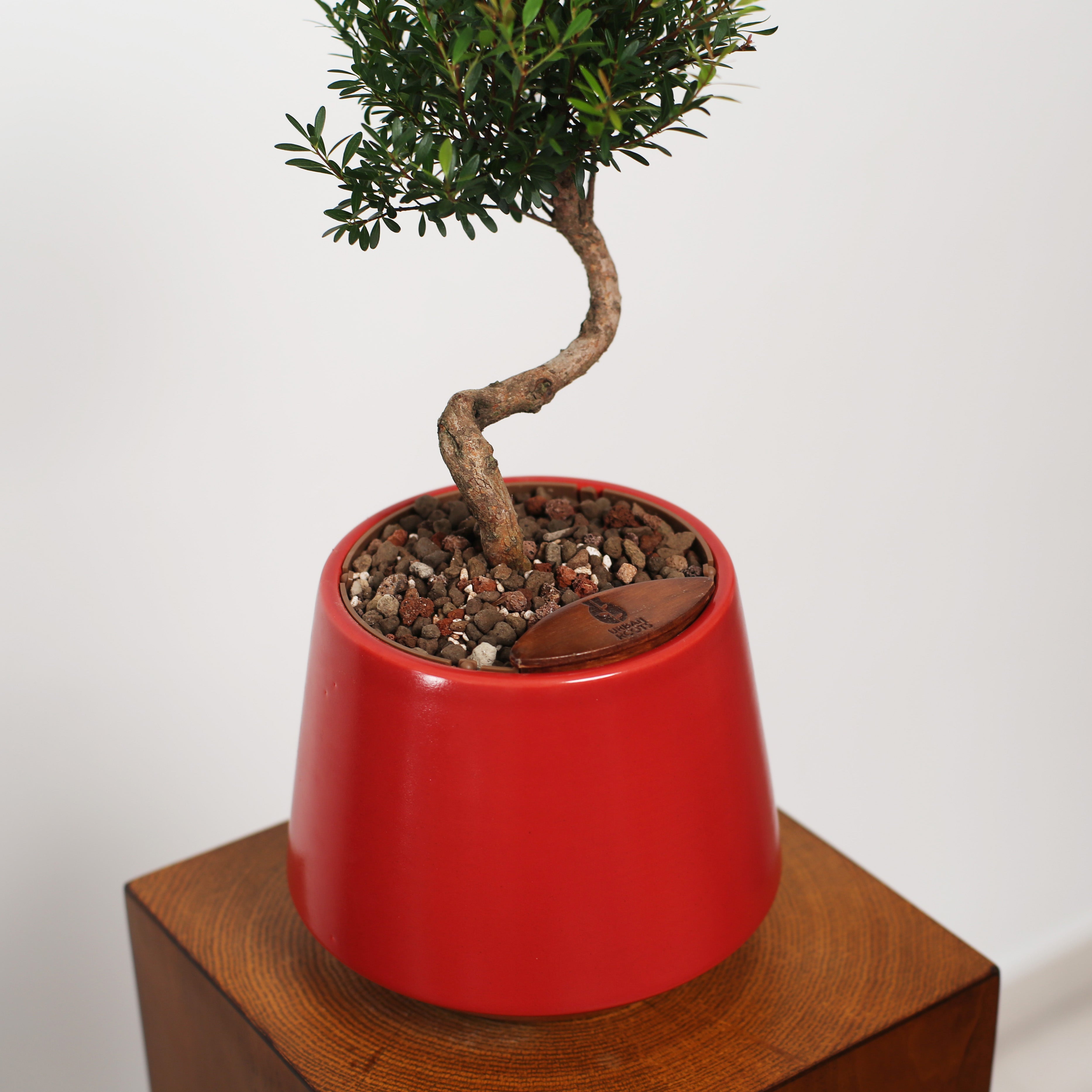 Bonsai in Toto pot (Syzygium buxifolium)