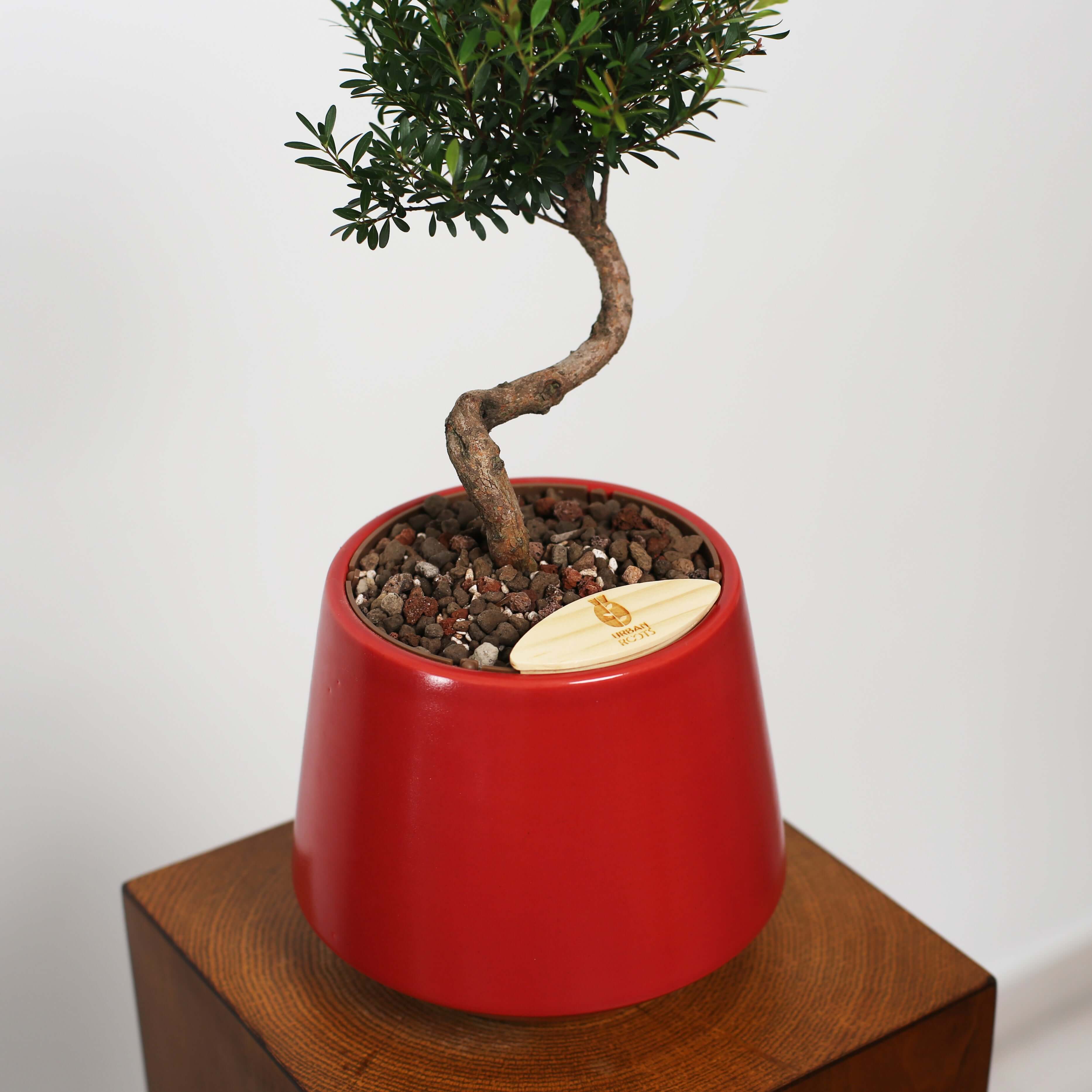 Syzygium buxifolium Bonsai in Toto Self-Watering Pot | Urban Roots