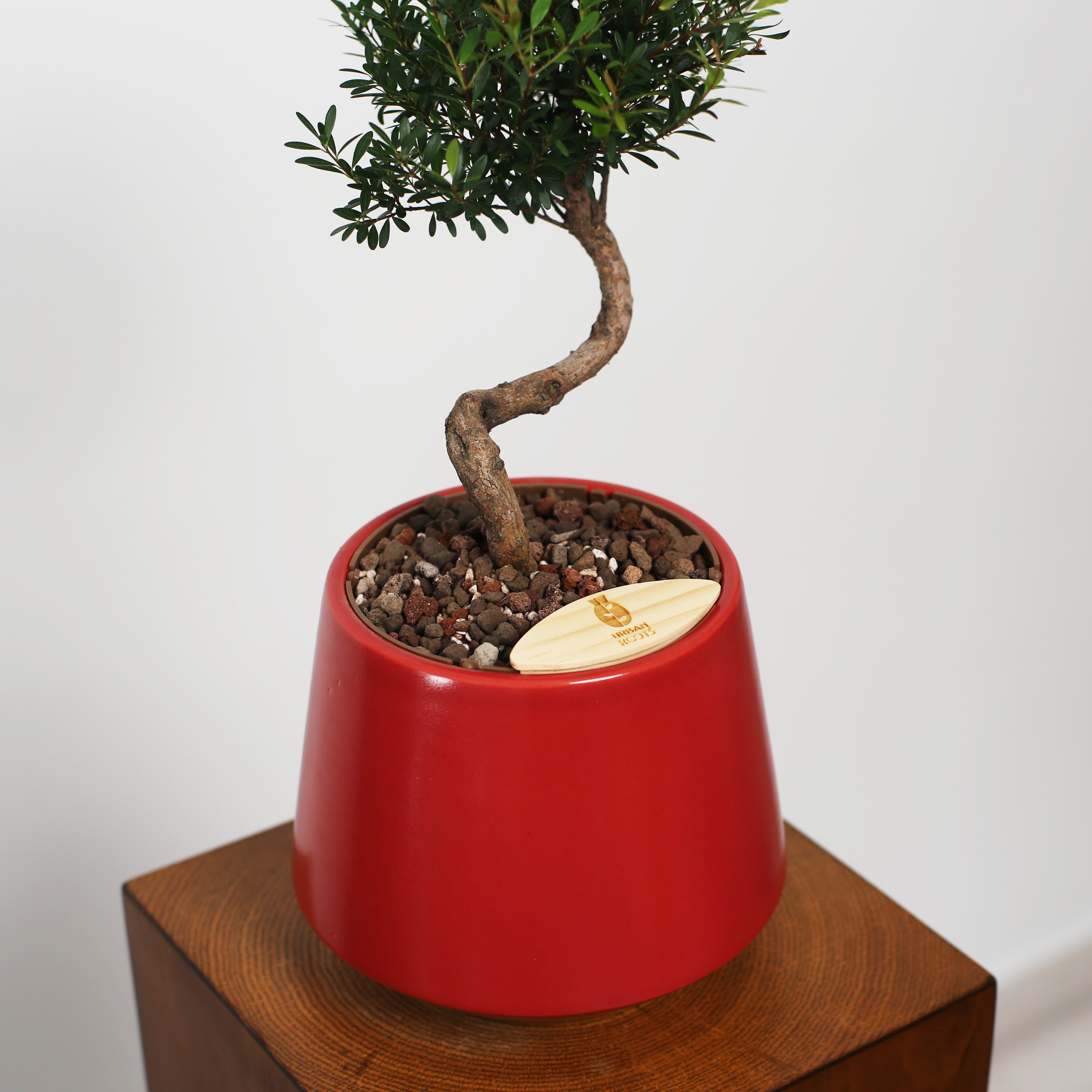 Bonsai in Toto pot (Syzygium buxifolium)