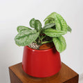 Satin Pothos in Toto pot (Scindapsus Pictus ‘Exotica’)
