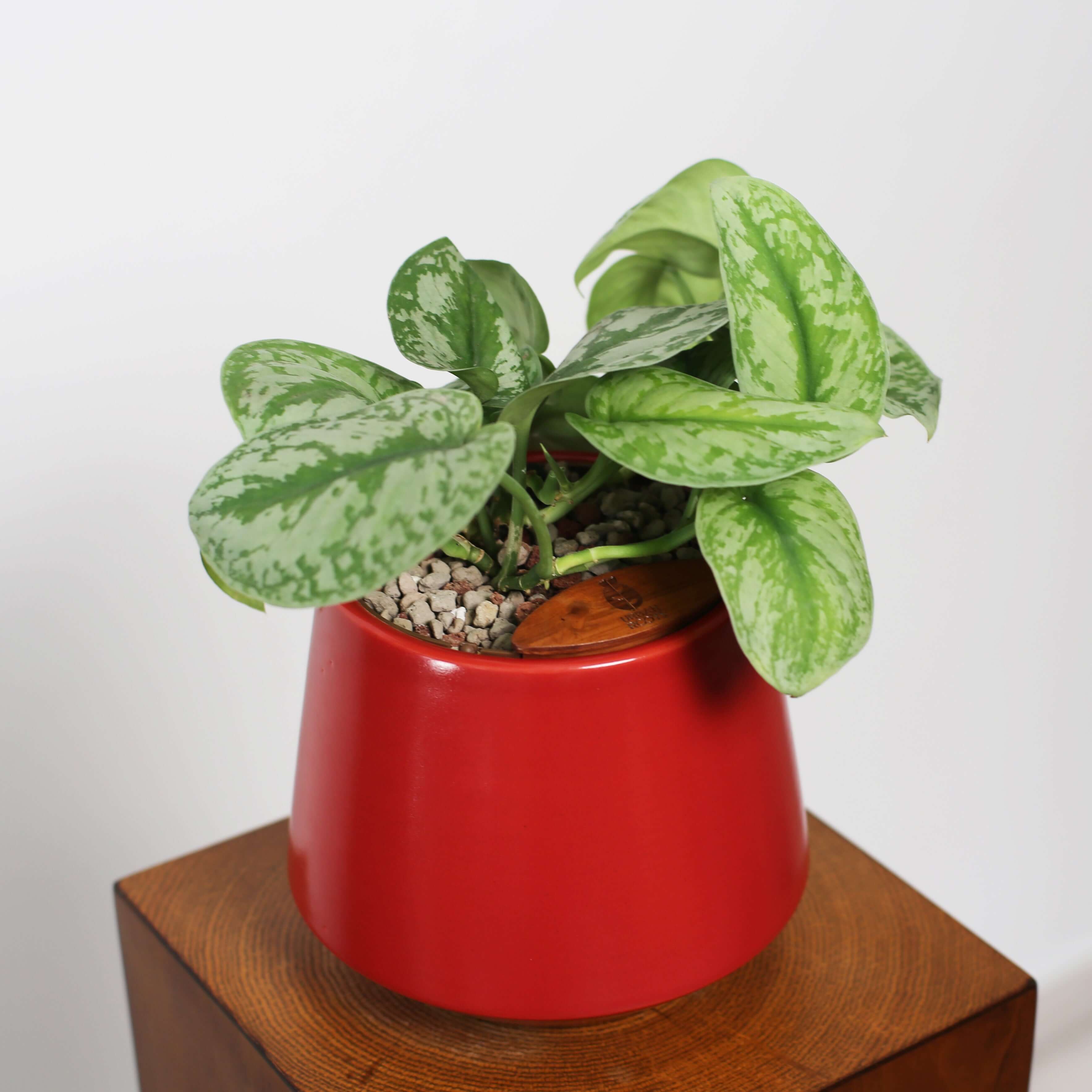 Satin Pothos in Toto pot (Scindapsus Pictus ‘Exotica’)