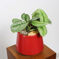 Satin Pothos in Toto pot (Scindapsus Pictus ‘Exotica’)