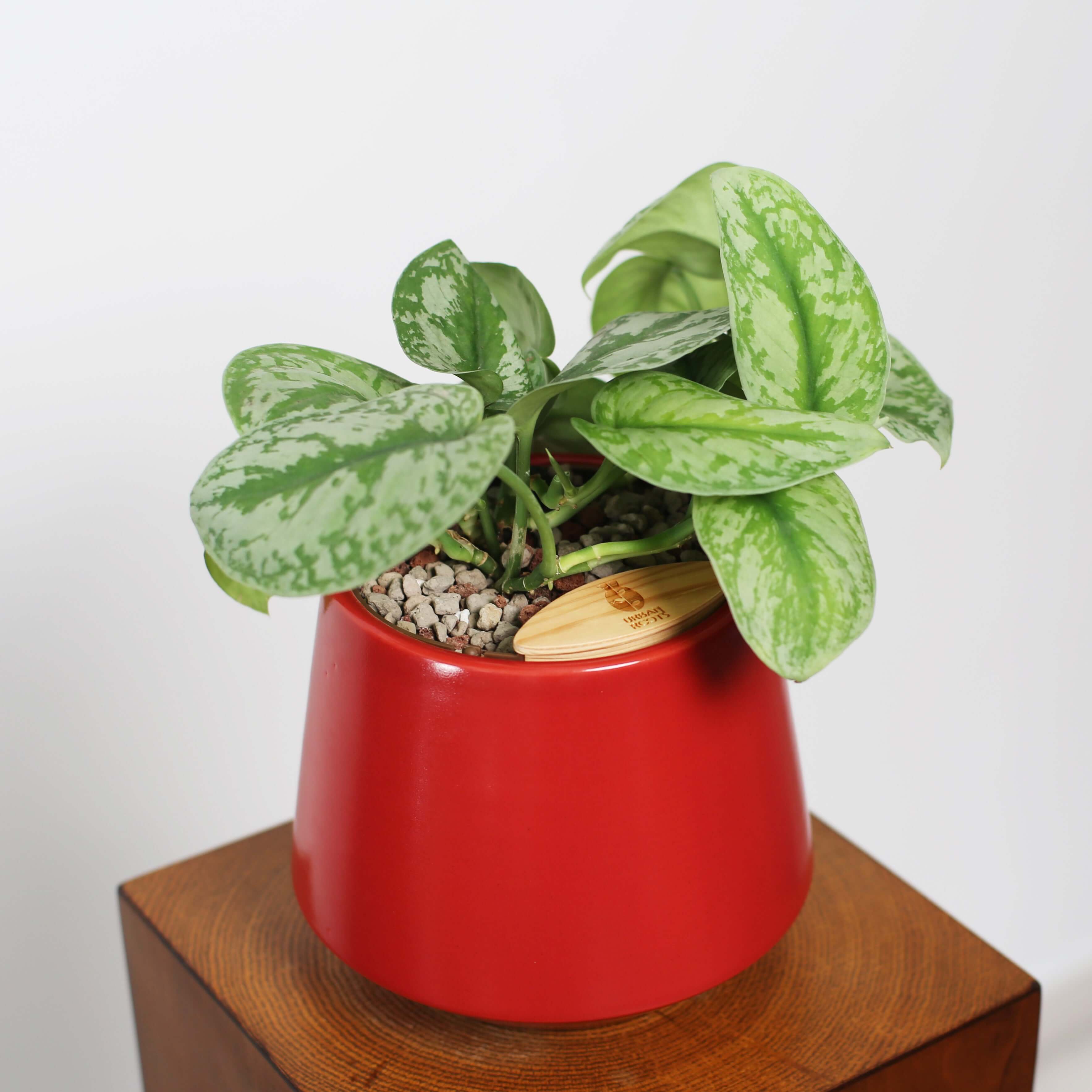 Satin Pothos in Toto pot (Scindapsus Pictus ‘Exotica’)