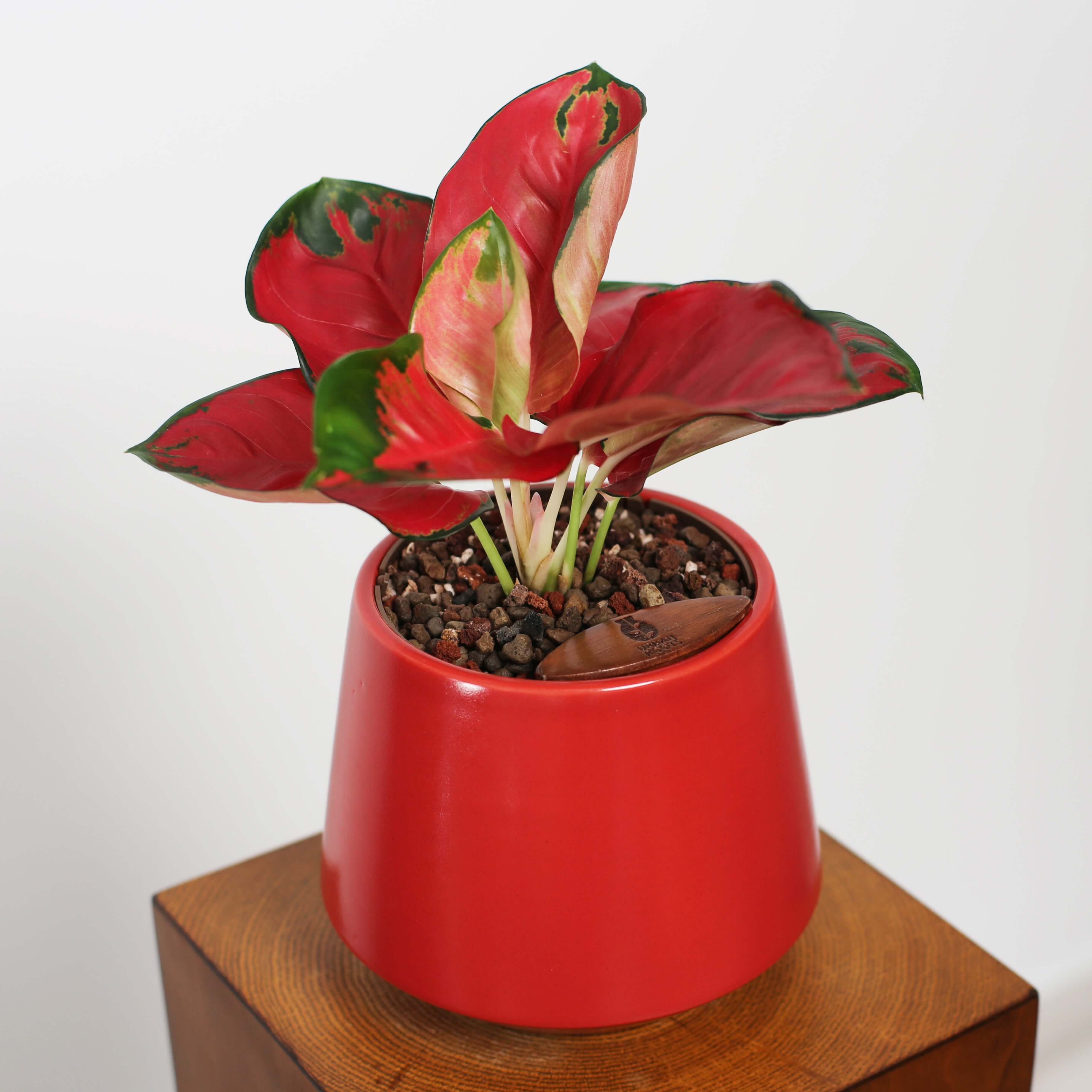 Aglaonema in Toto pot