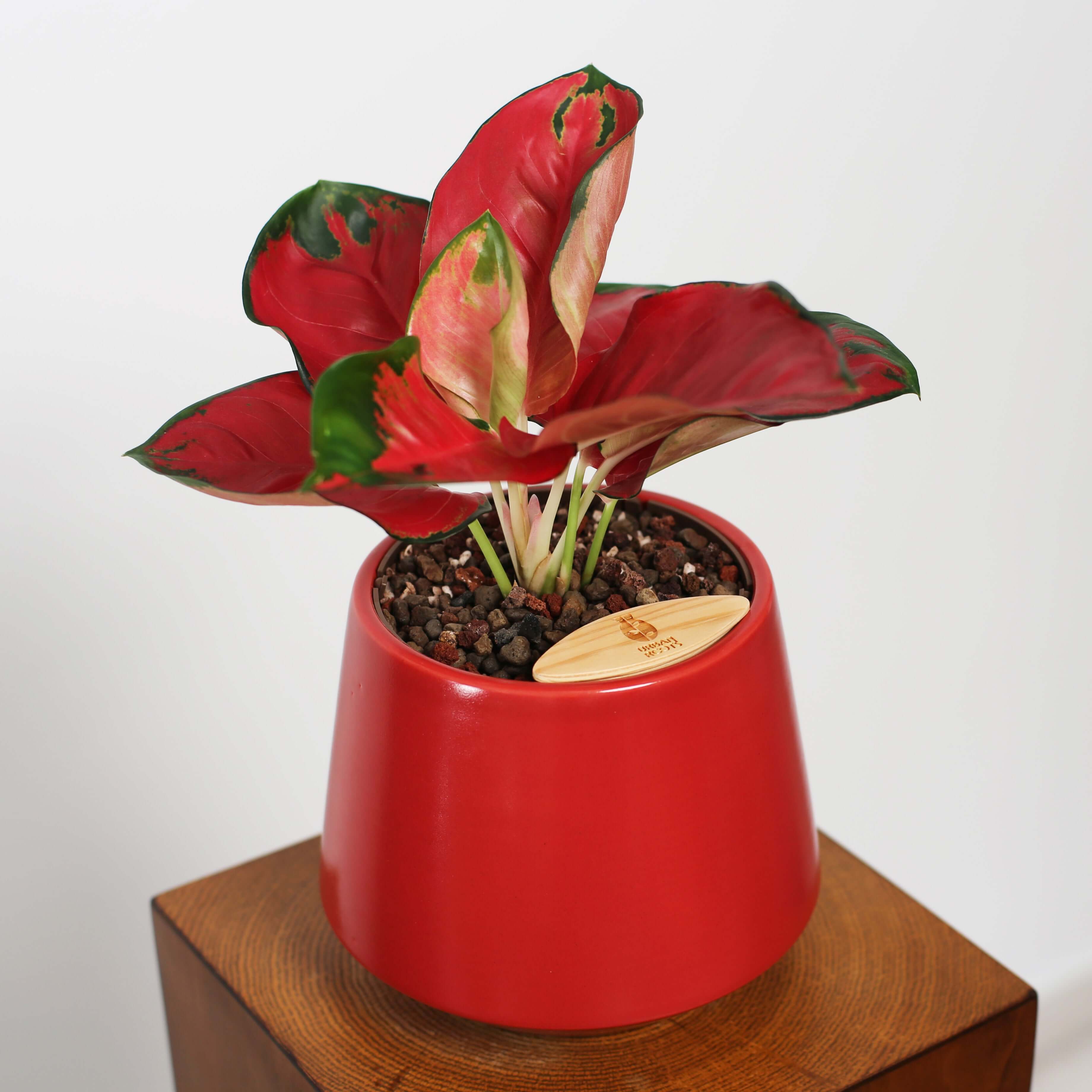 Aglaonema in Toto pot