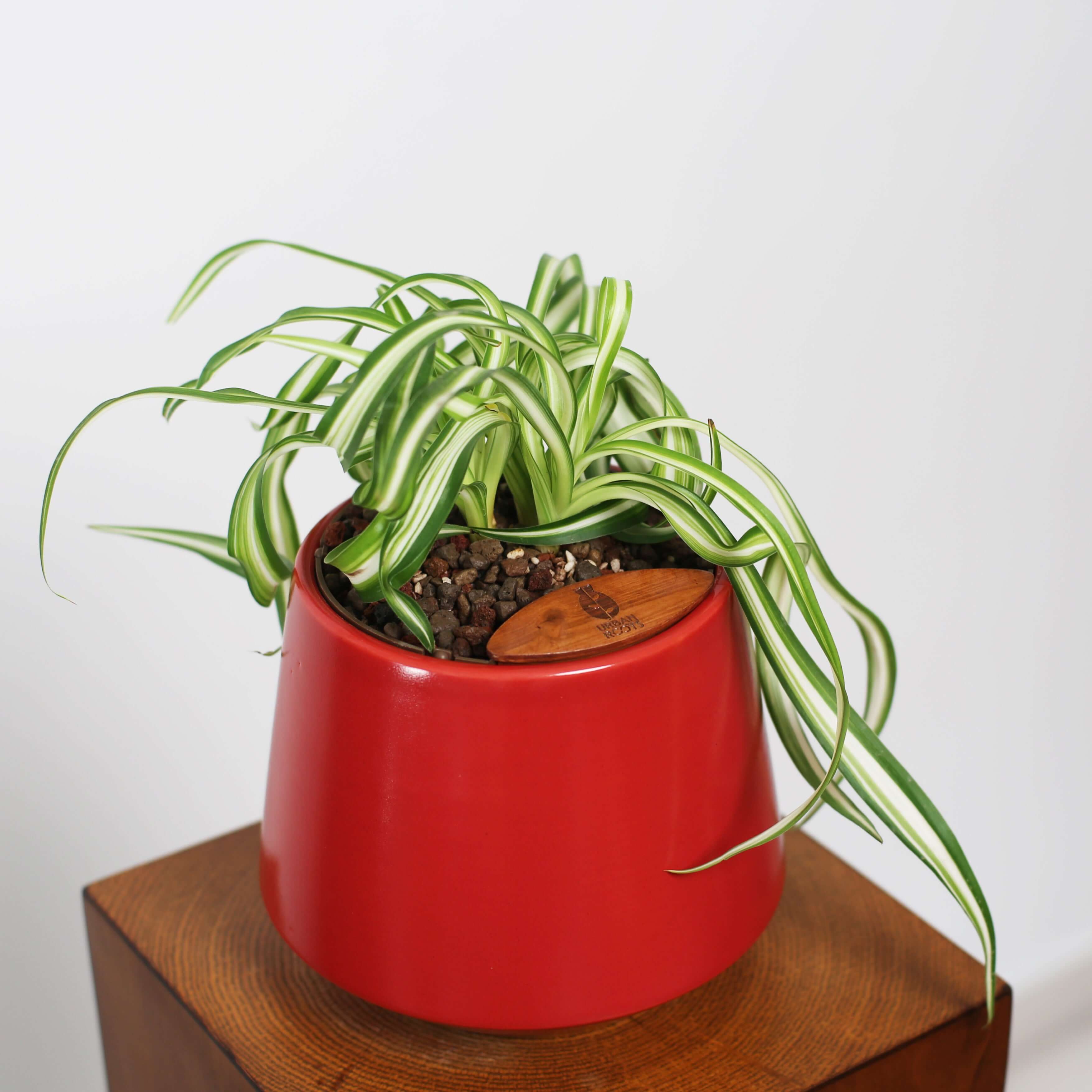 Bonnie Spider Plant in Toto pot (Chlorophytum comosum)