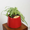 Bonnie Spider Plant in Toto pot (Chlorophytum comosum)