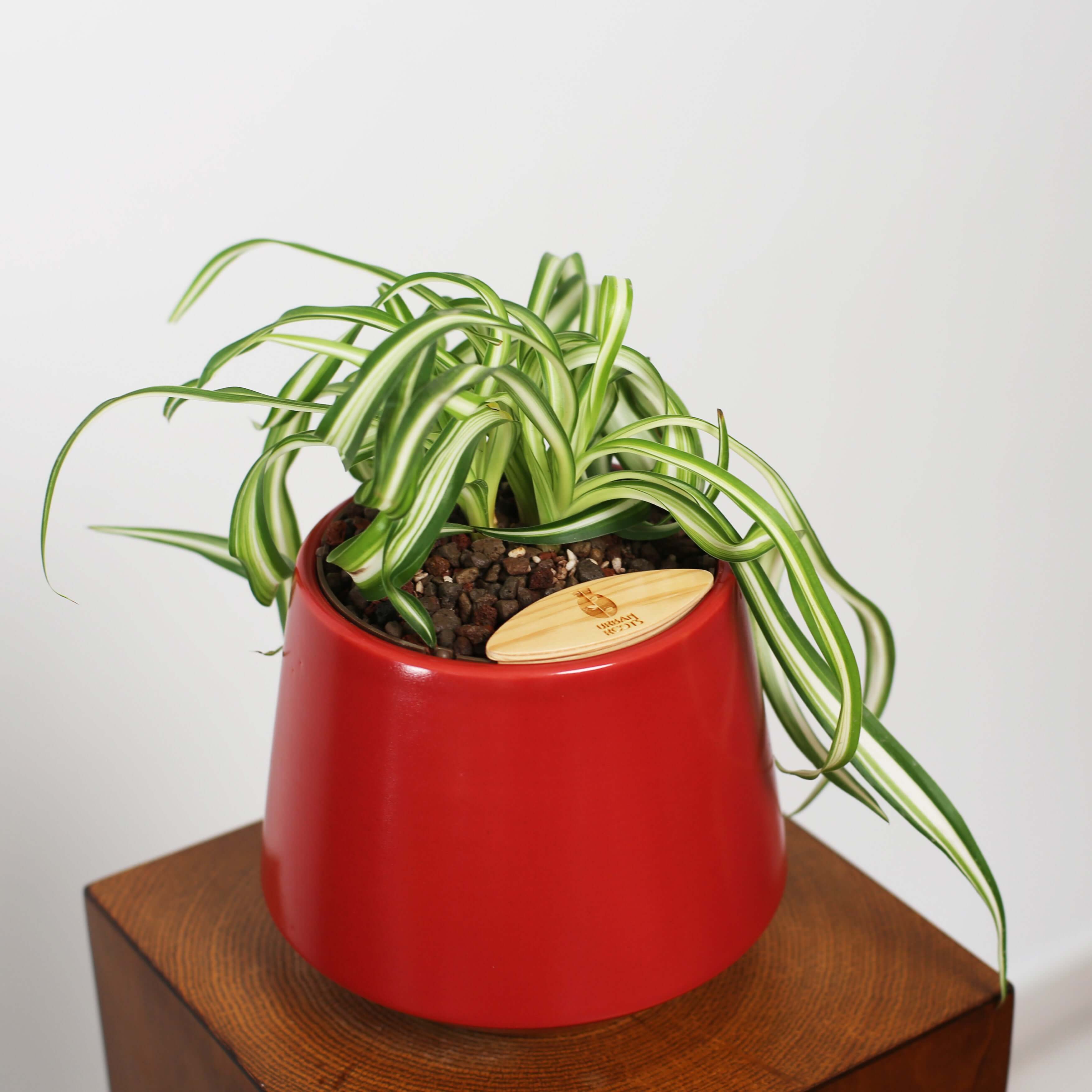 Bonnie Spider Plant in Toto pot (Chlorophytum comosum)
